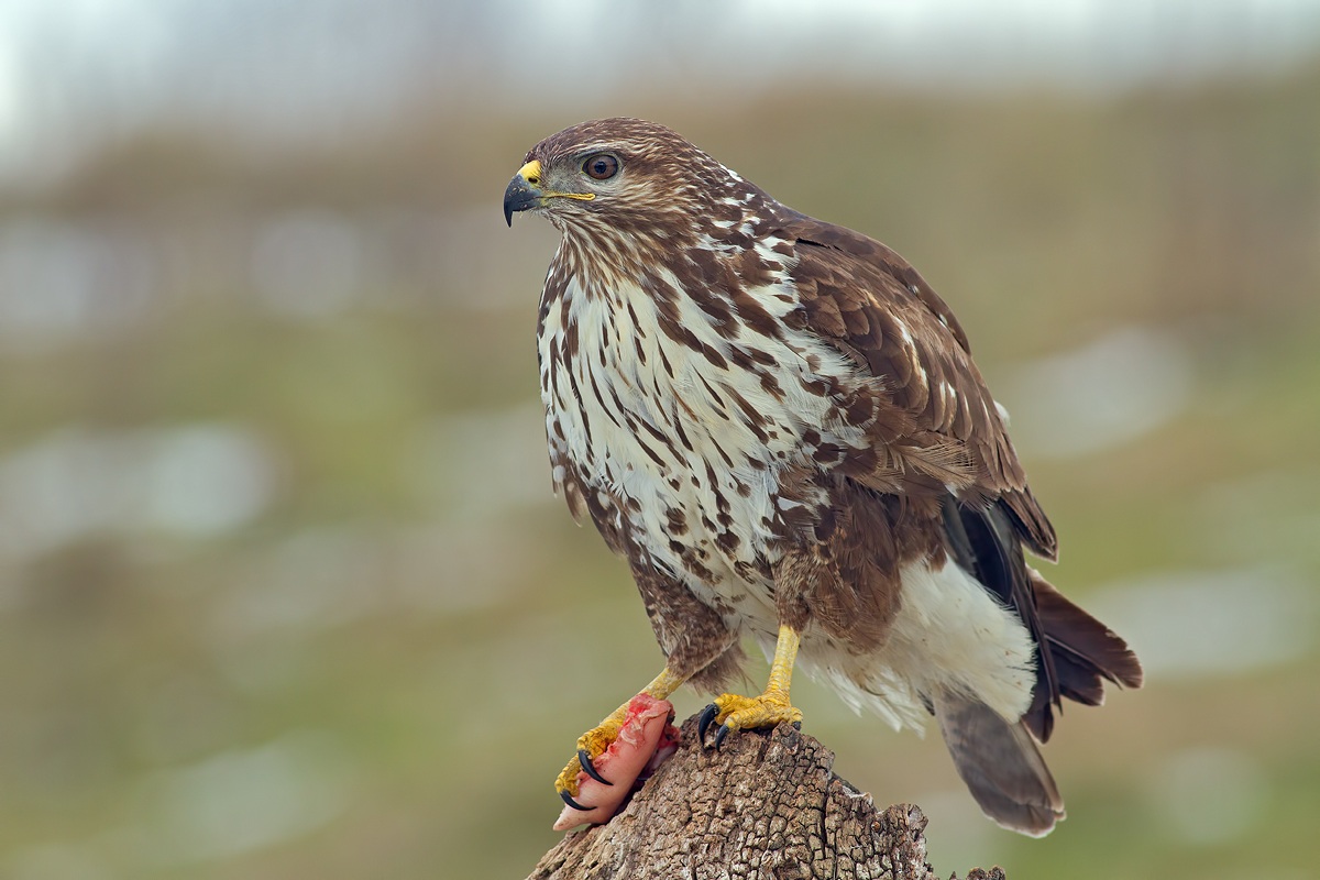 Buzzard