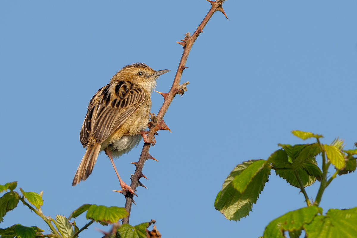 Beccamoschino - (Cisticola juncidis)