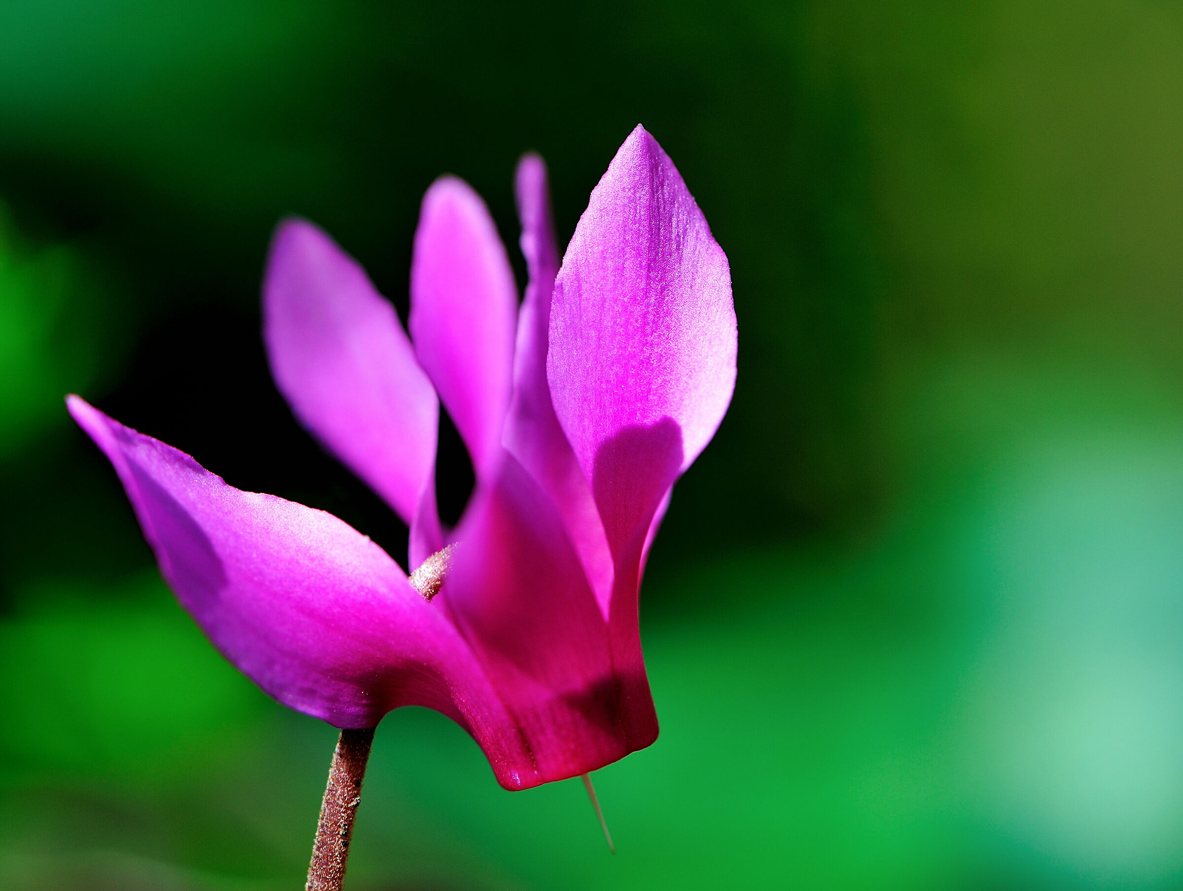 Wood Cyclamen