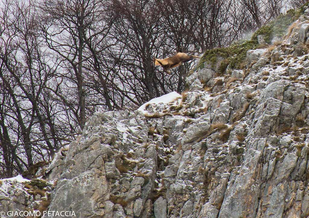 chamois most 'beautiful in the world