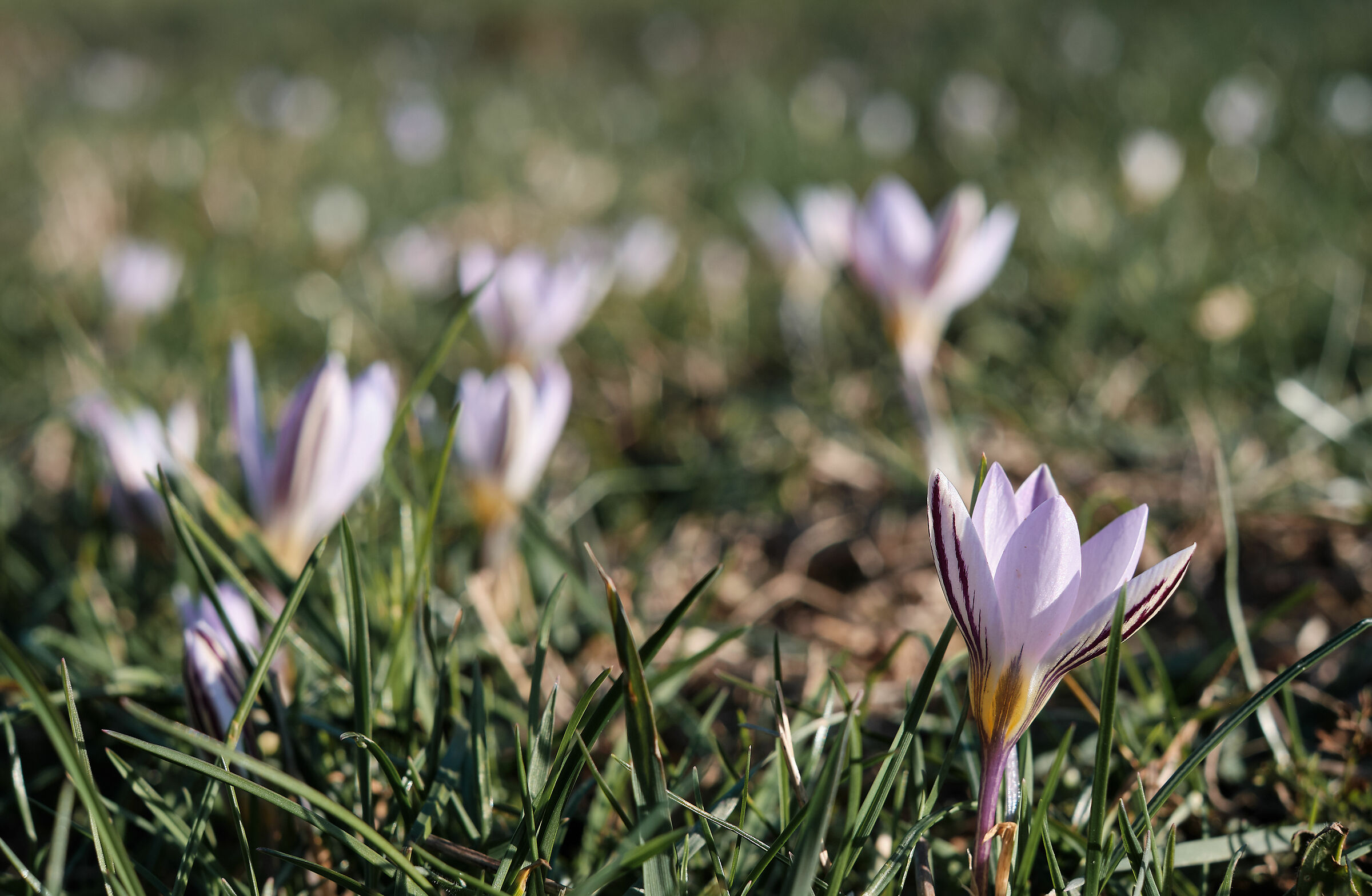 La bellezza dei Crocchi!