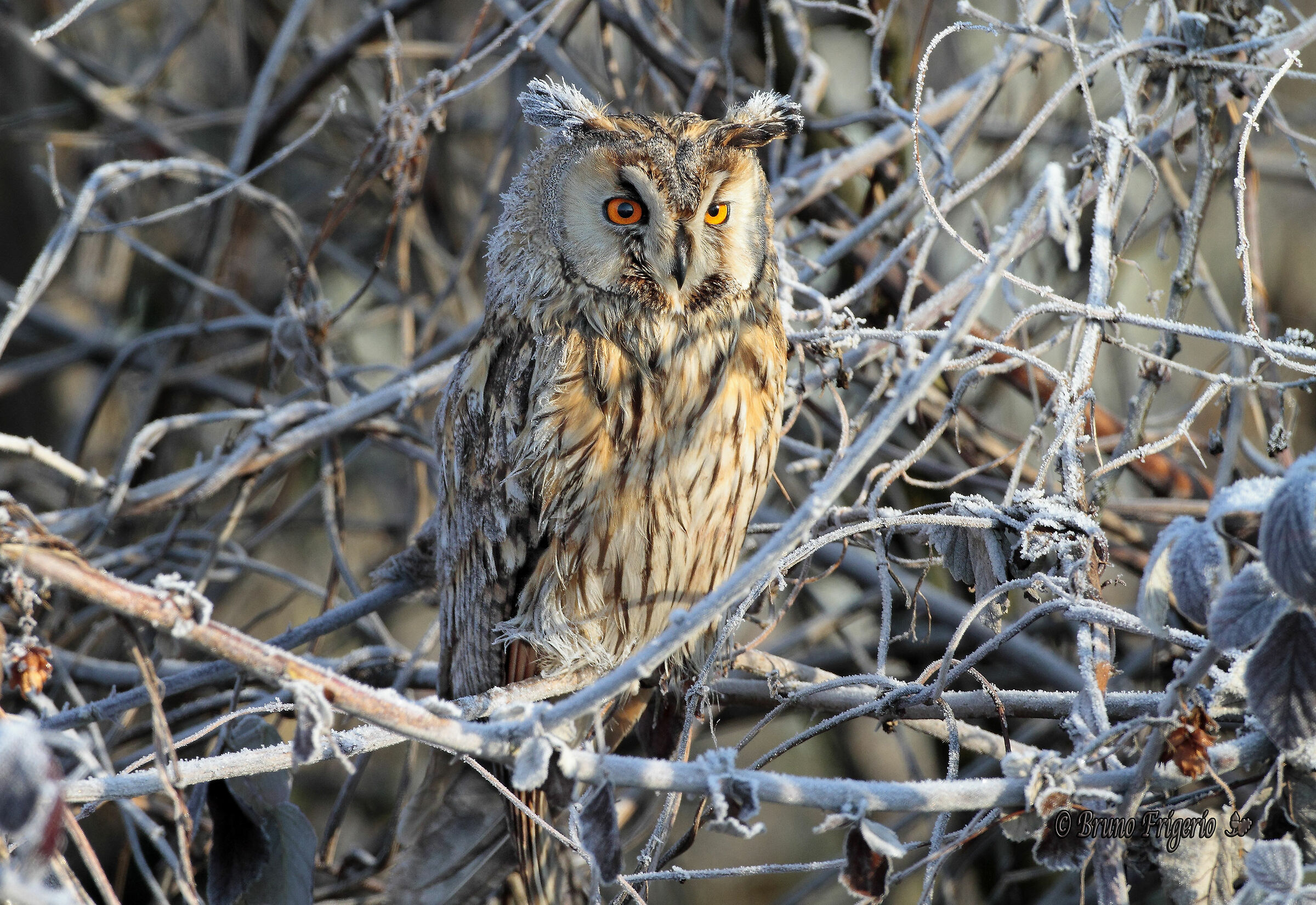 gufo comune infreddolito -7 gradi quella mattina