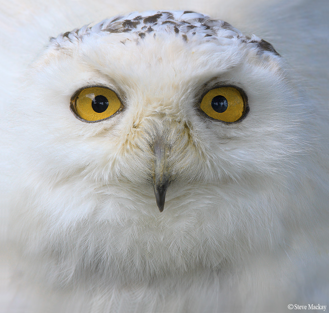 Ritratto Snowy Owl