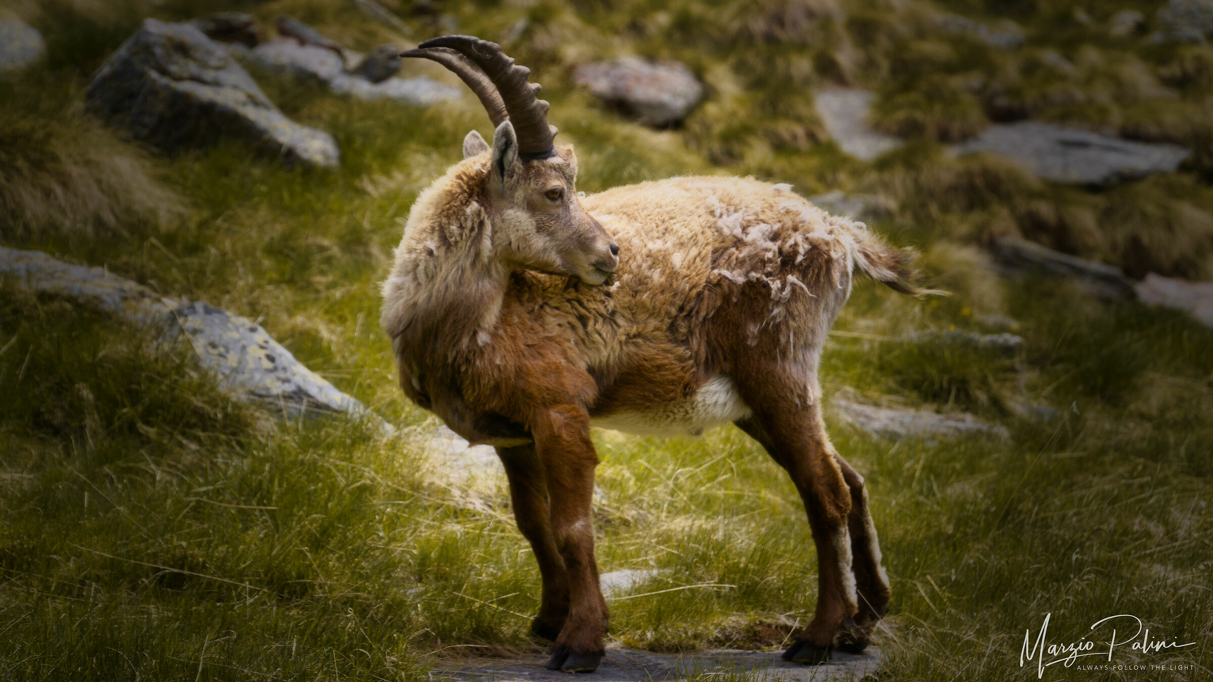 Capra Ibex