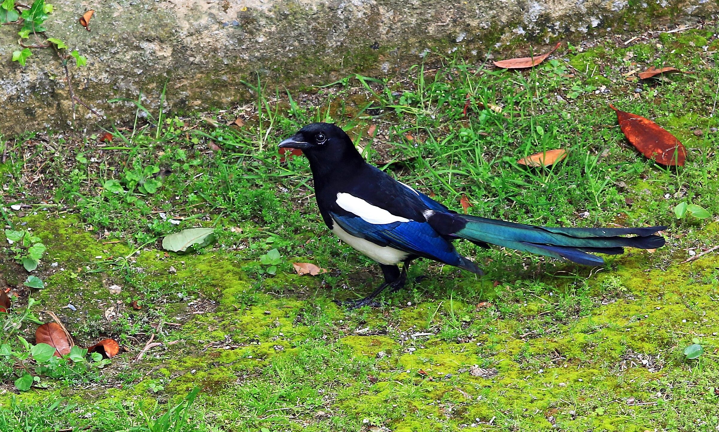 Gazza a passeggio ...