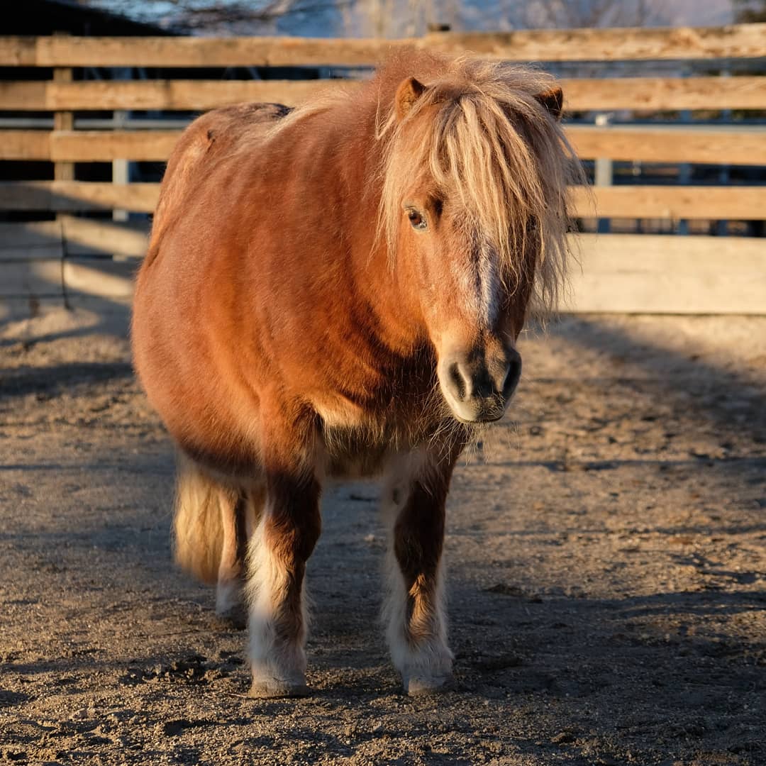 Shetland ponies
