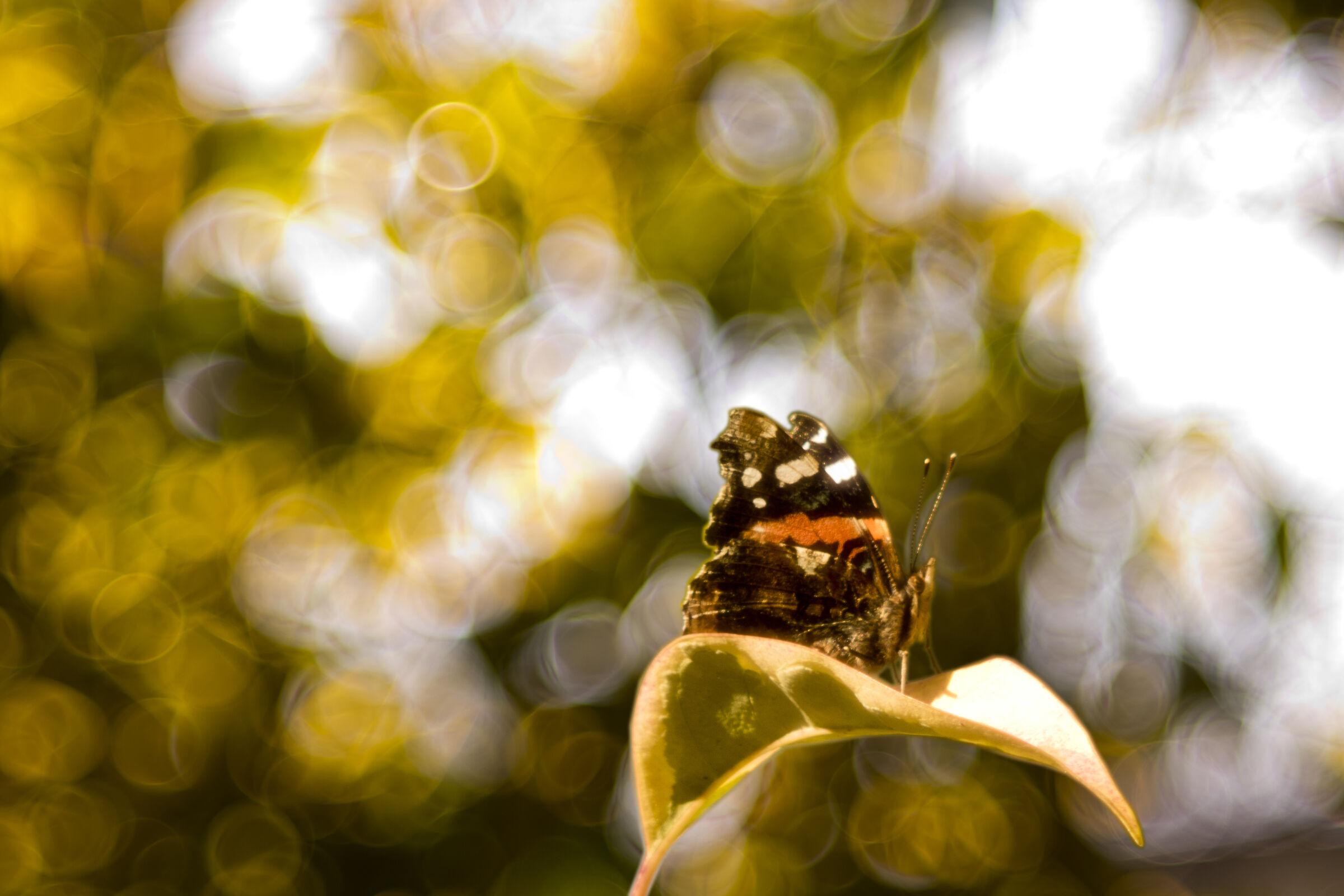 Butterfly sfondo bokeh (Photoshop)