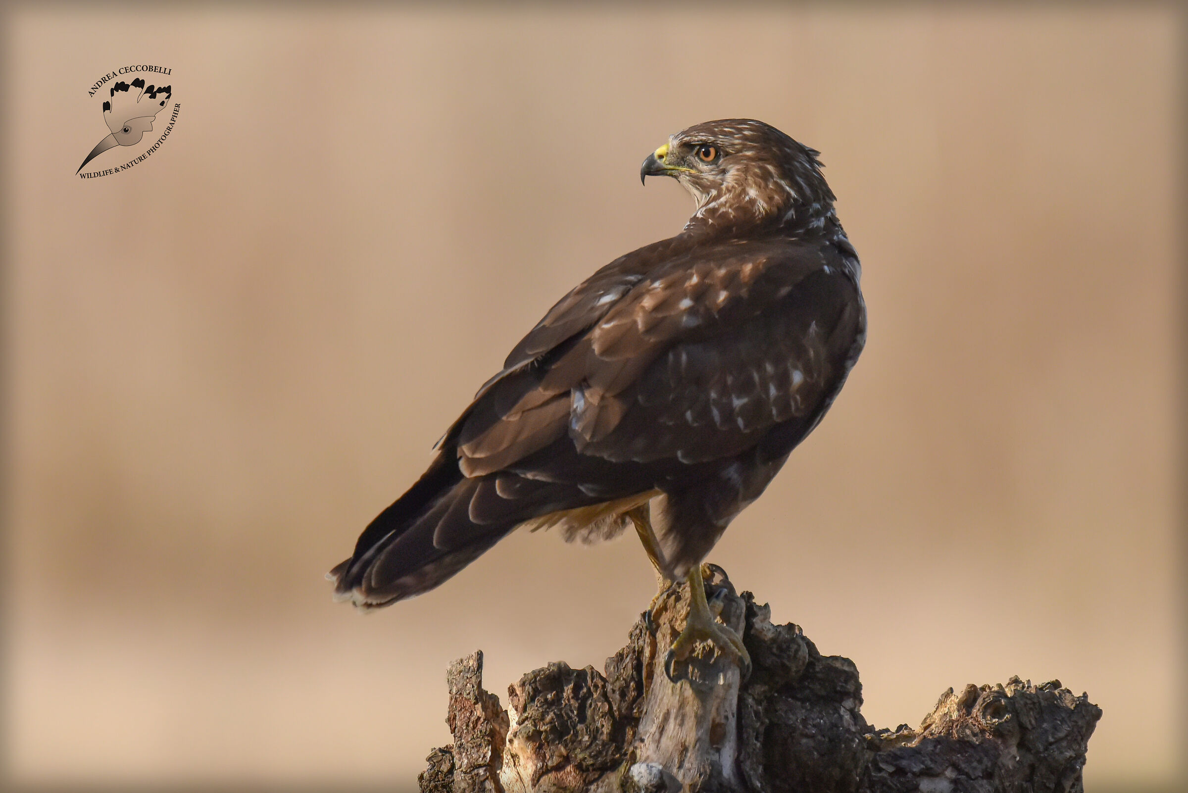 Poiana - Buteo buteo