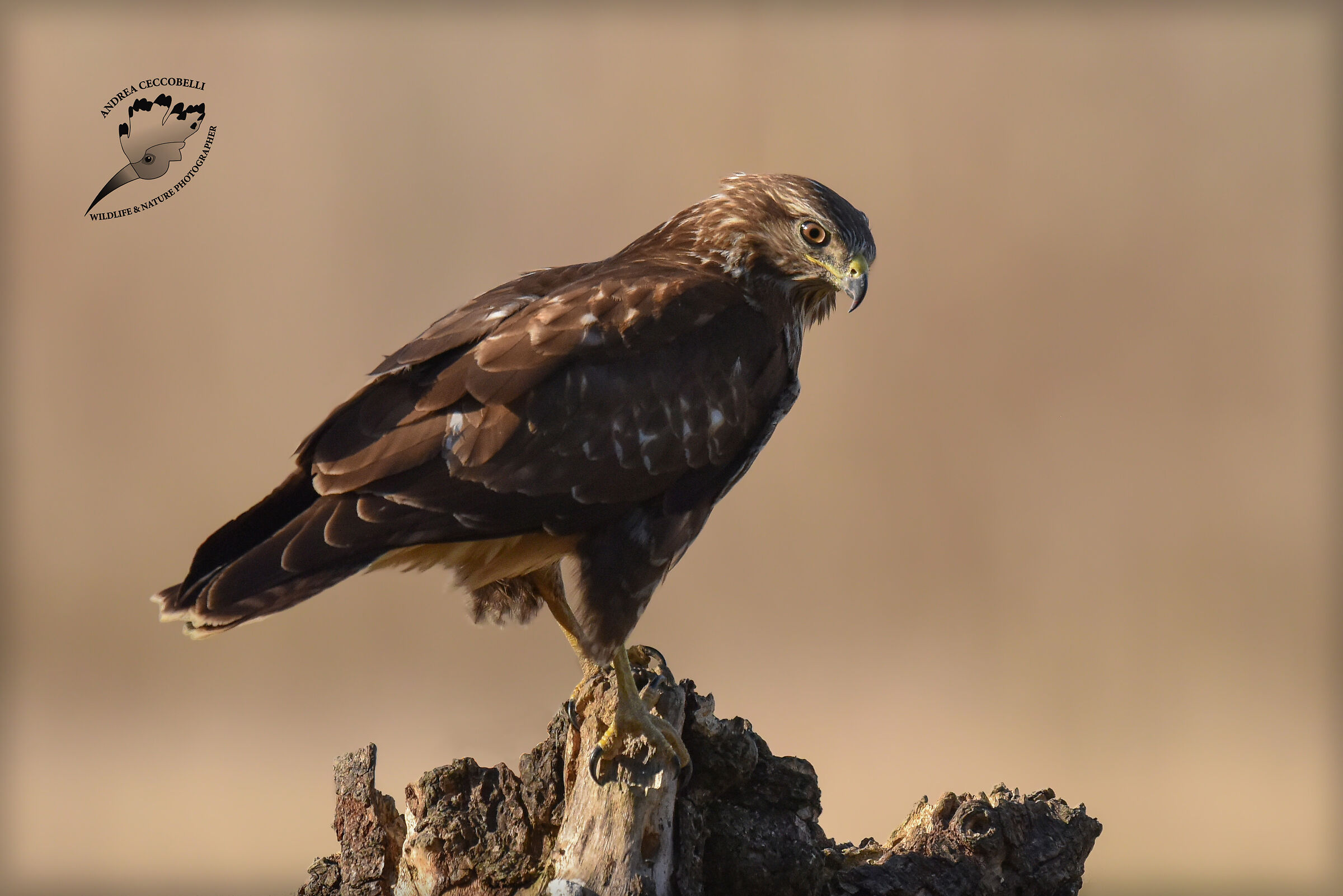 Poiana - Buteo buteo