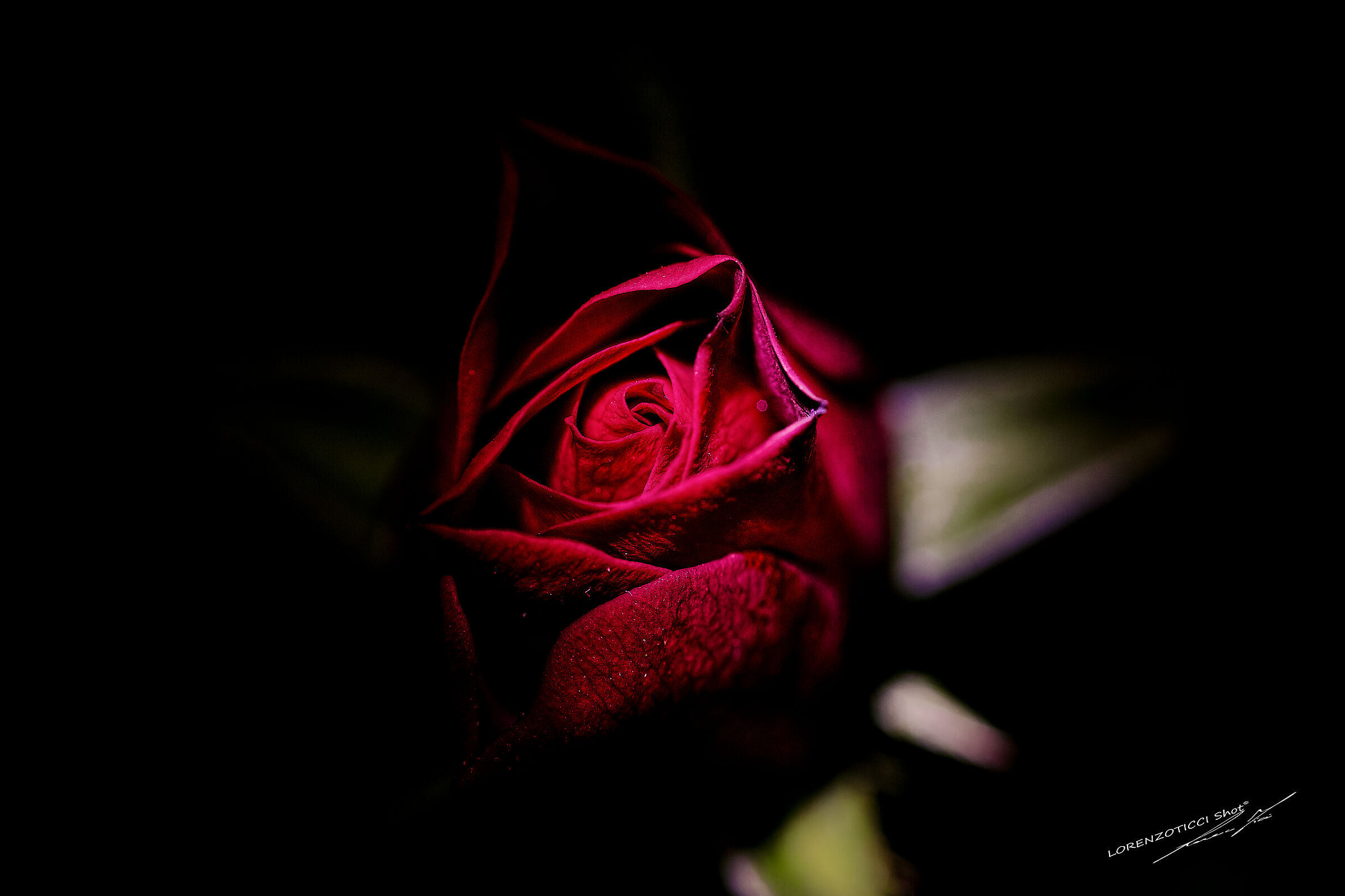 If they're roses... They will bloom