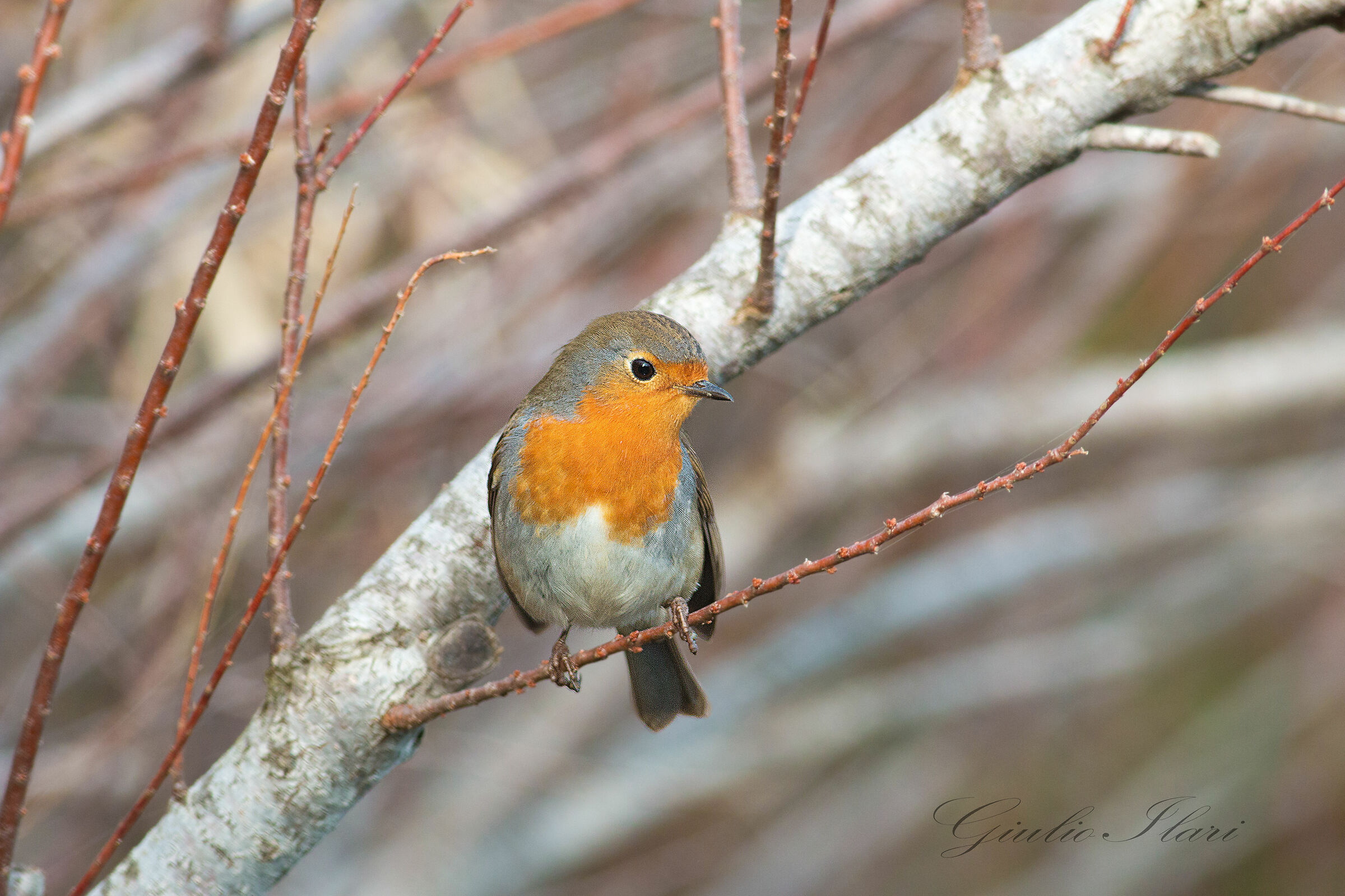 Robin