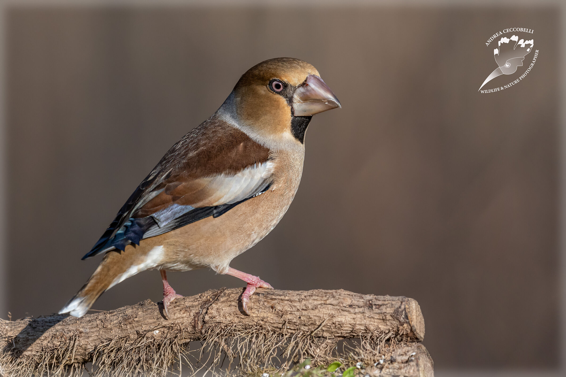 Frosone - Coccothraustes coccothraustes
