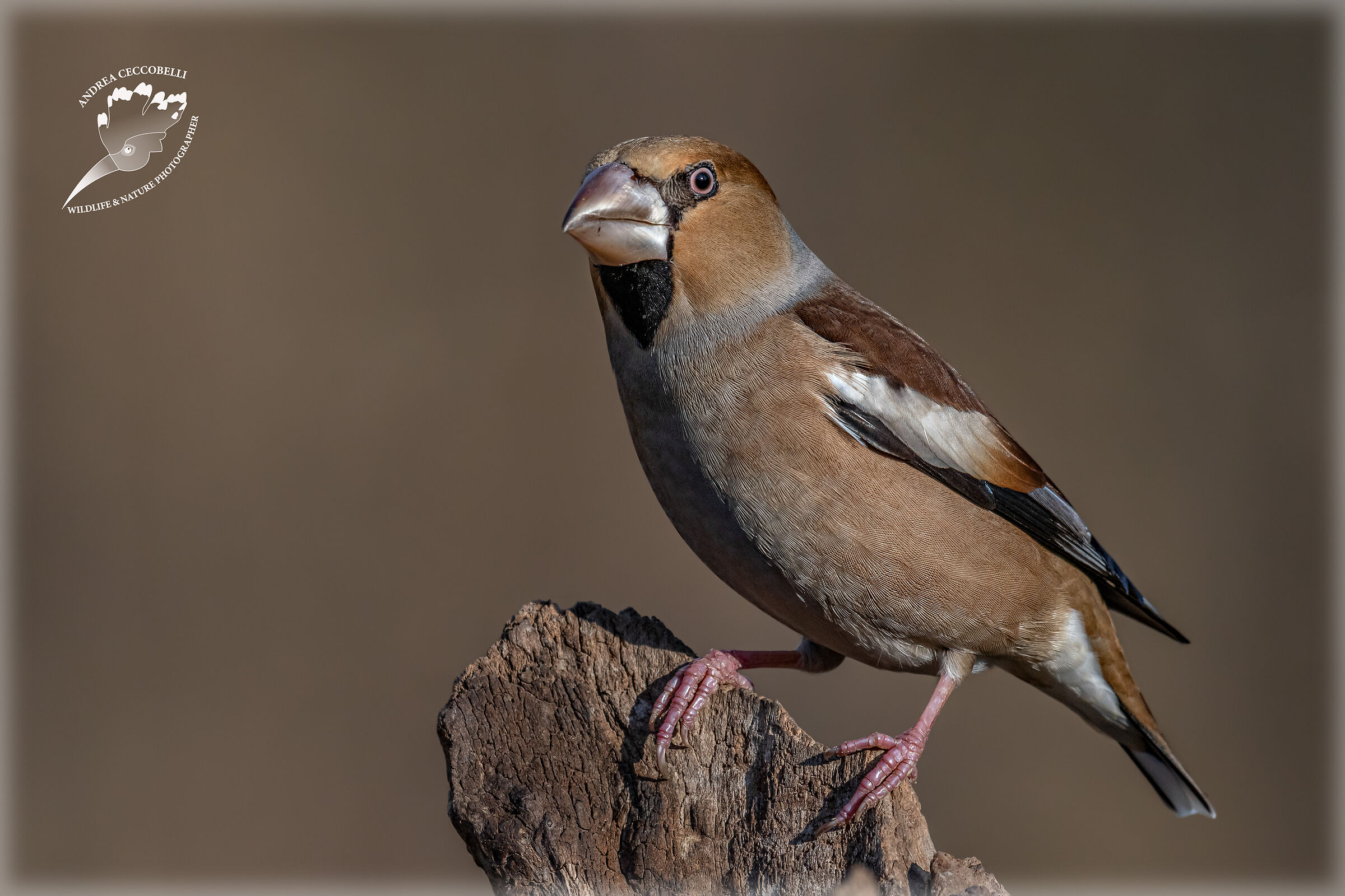 Frosone - Coccothraustes coccothraustes
