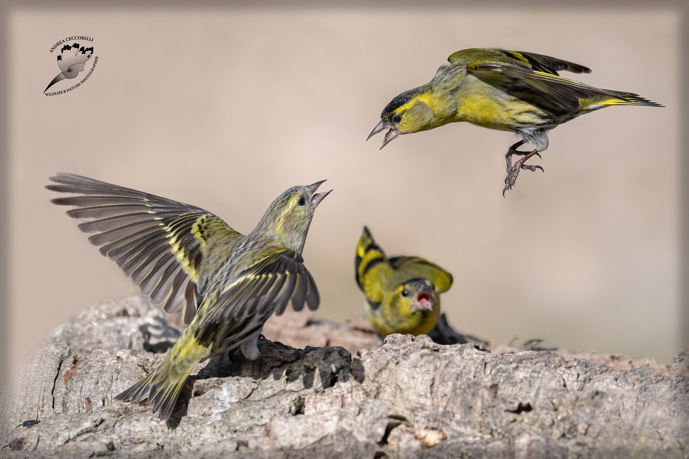 Lucherini - Spinus spinus