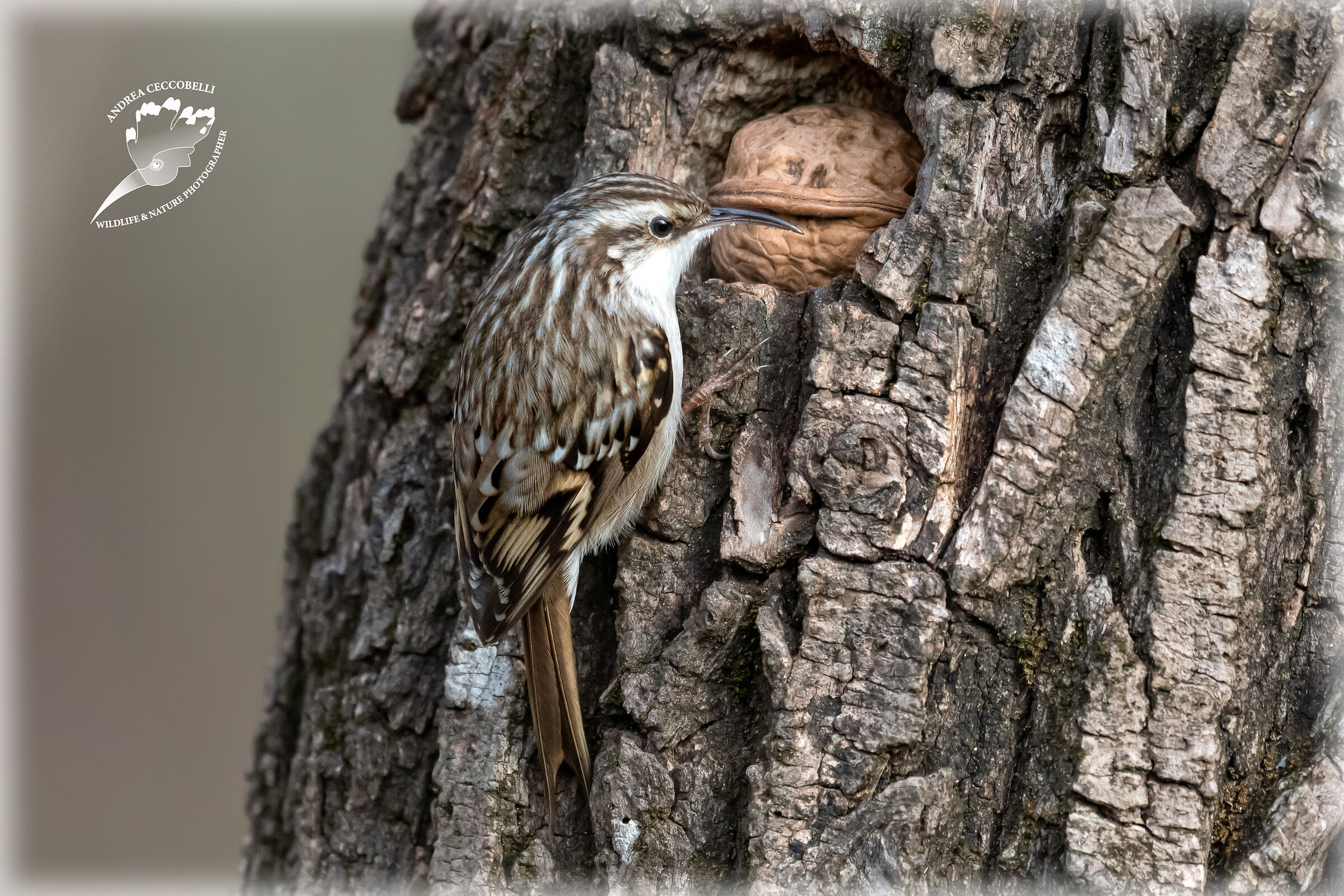 Rampichino - Certhia brachydactyla