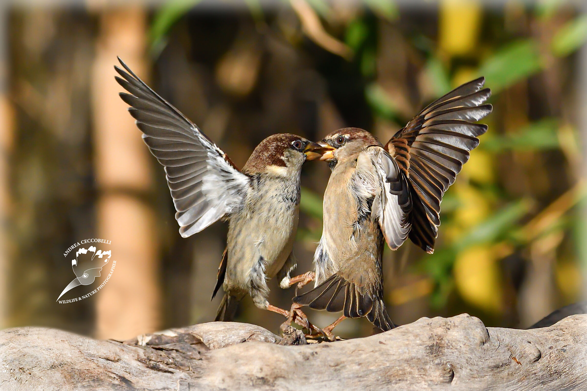 Passero - Passer domesticus