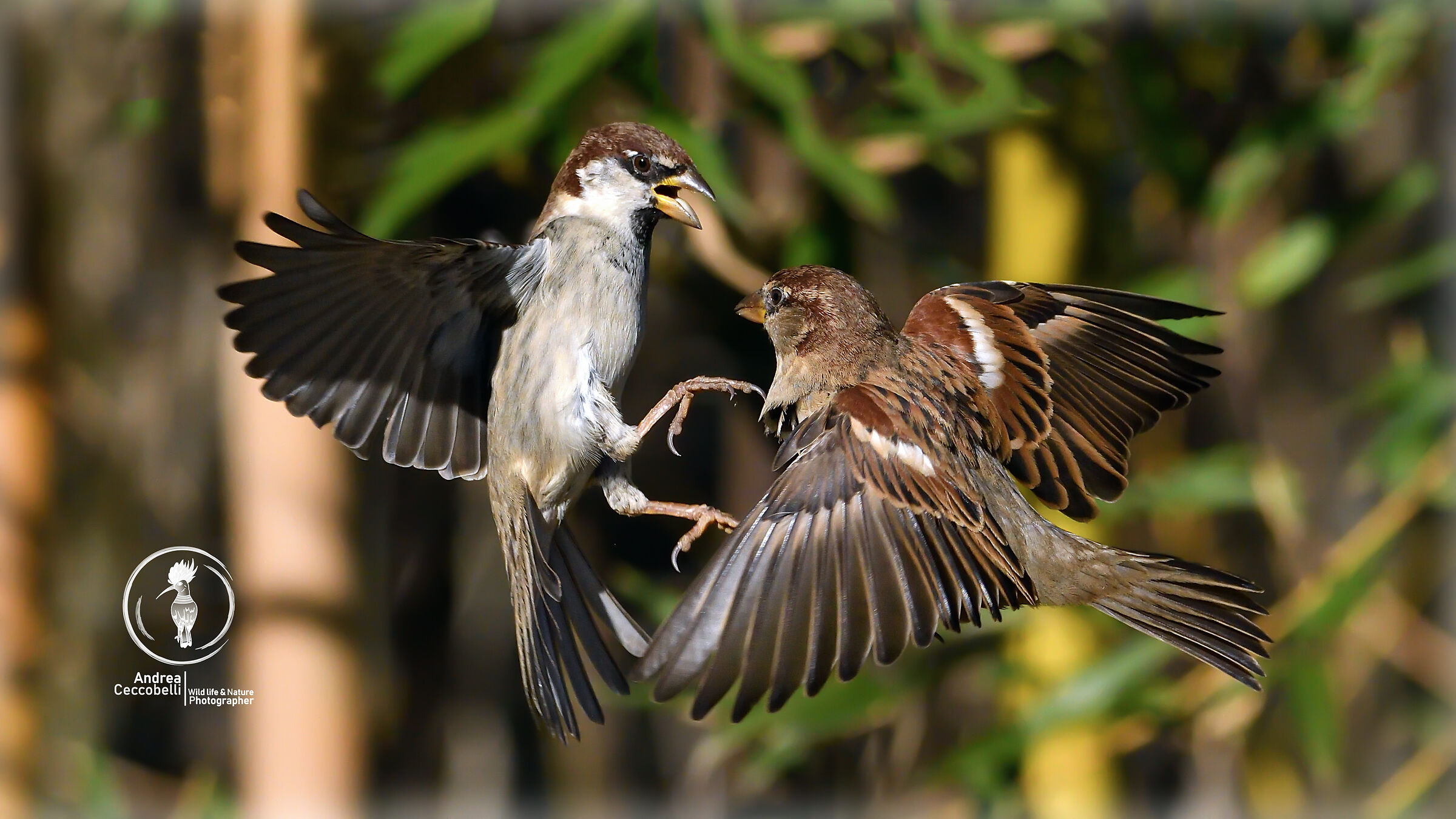Passero - Passer domesticus