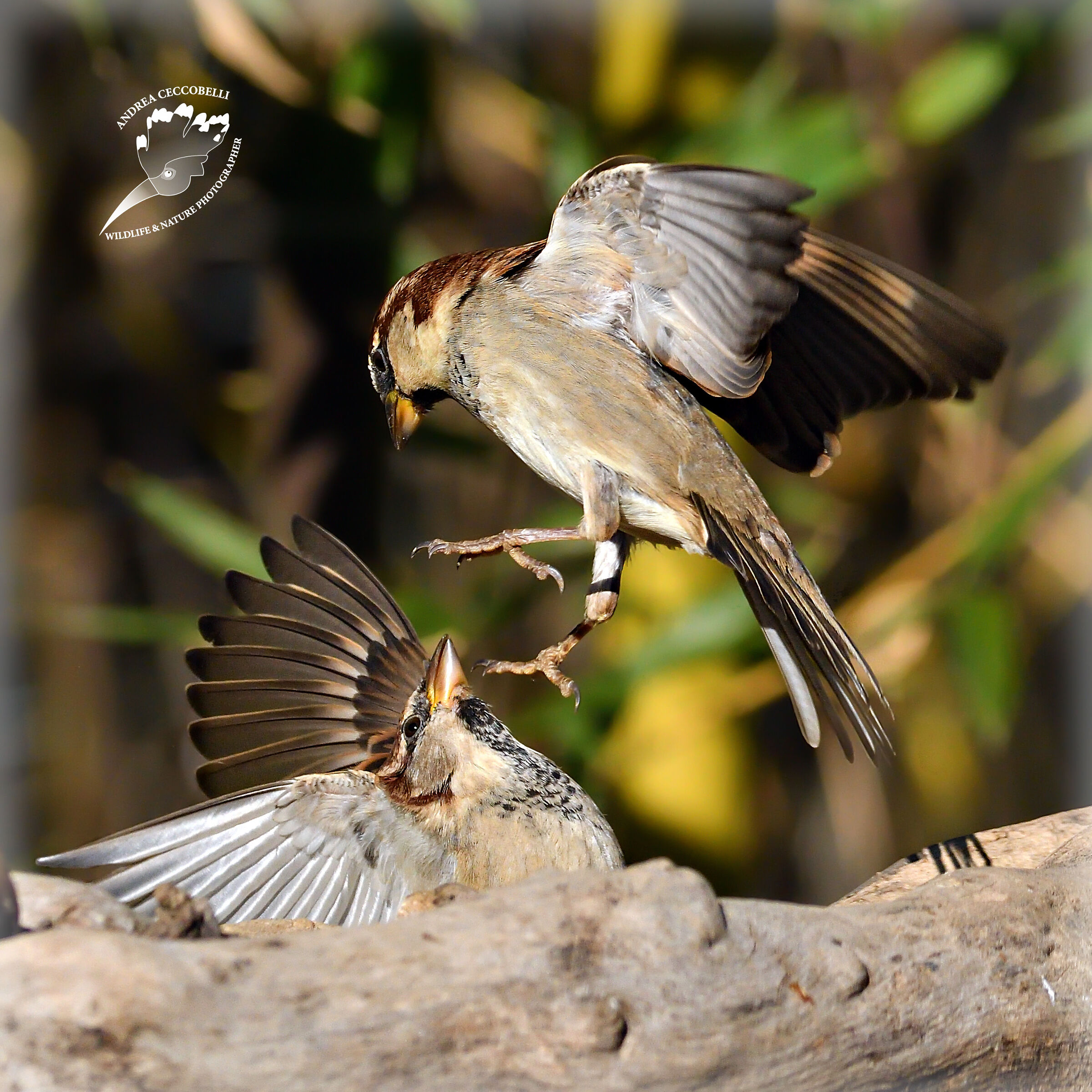 Passero - Passer domesticus
