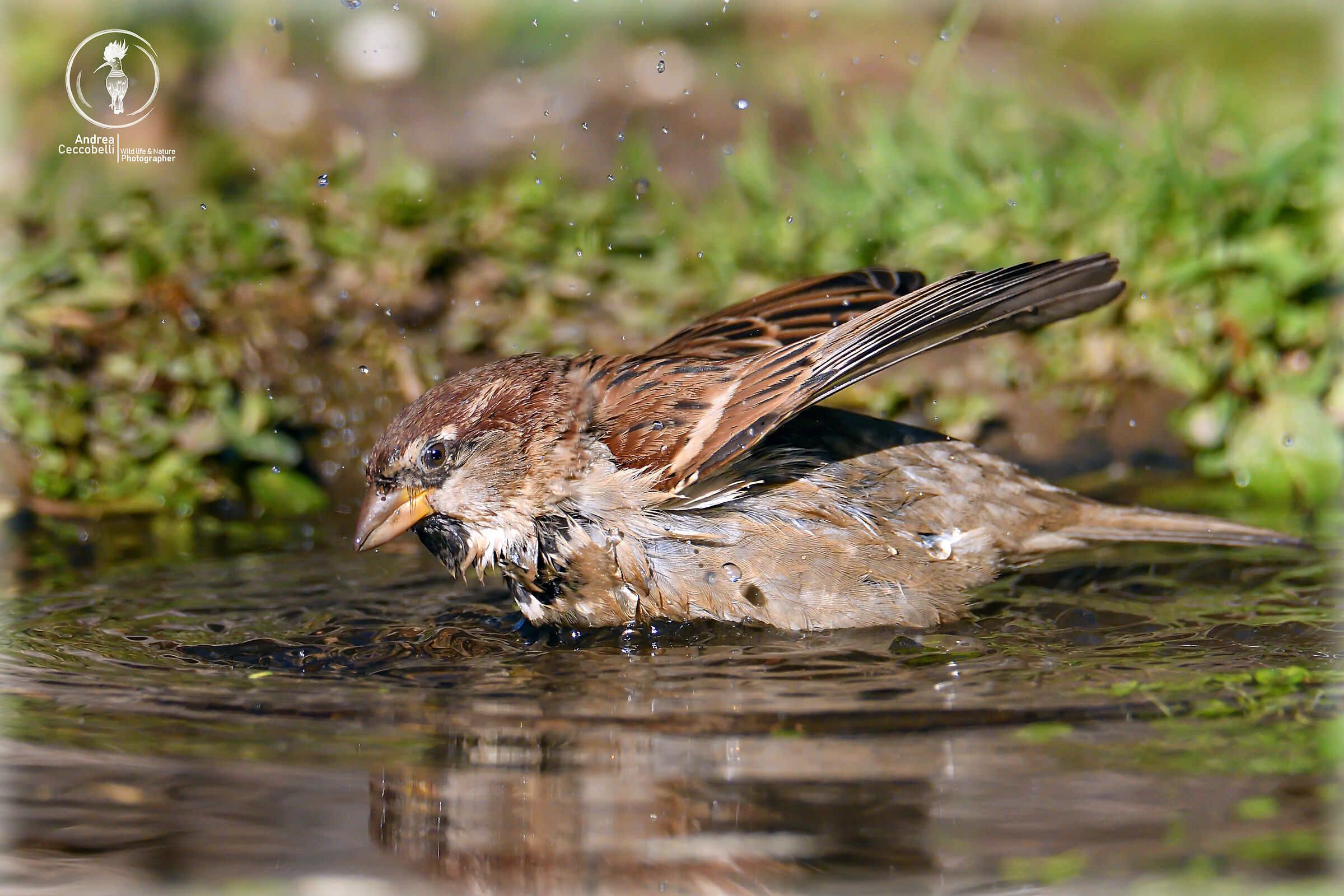 Passero - Passer domesticus