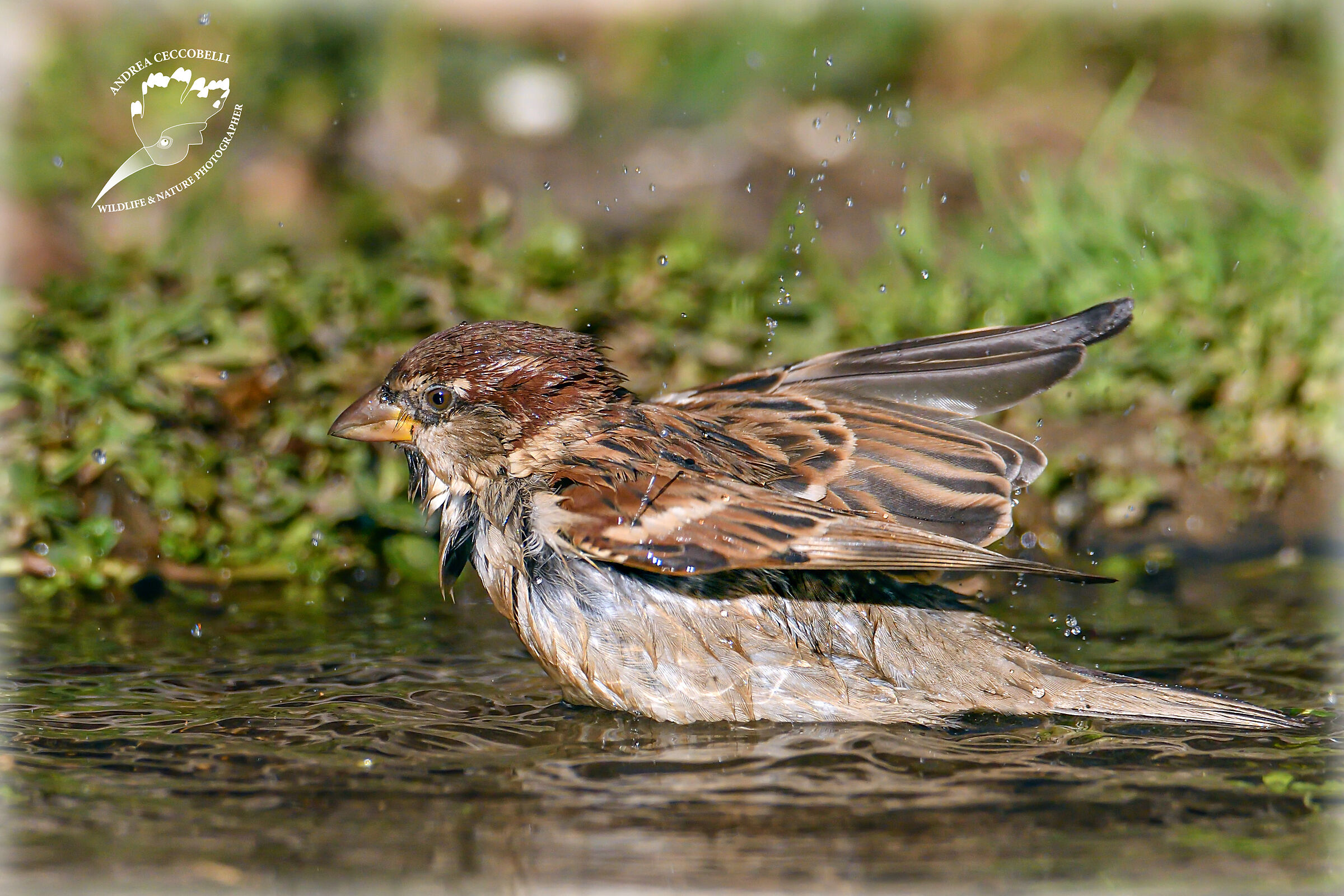 Sparrow - Passer domesticus