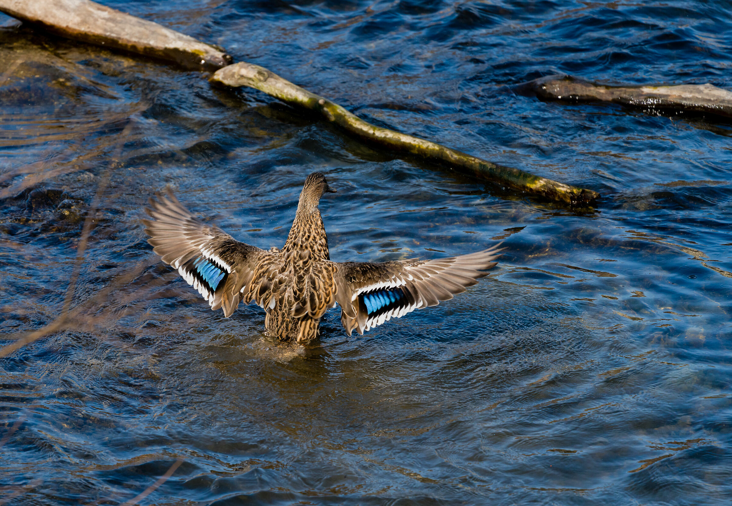 i colori nascosti.......