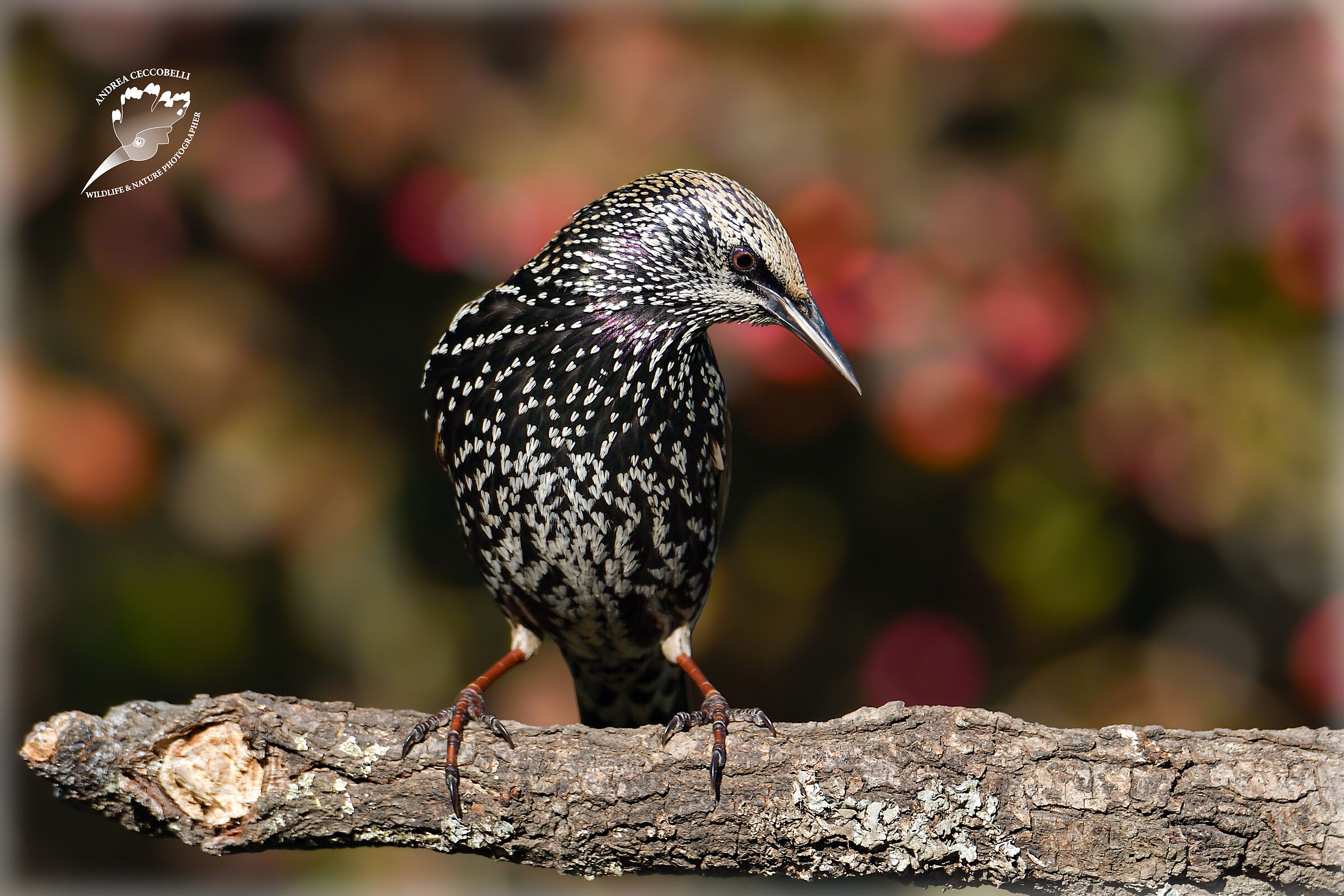 Storno - Sturnus vulgaris