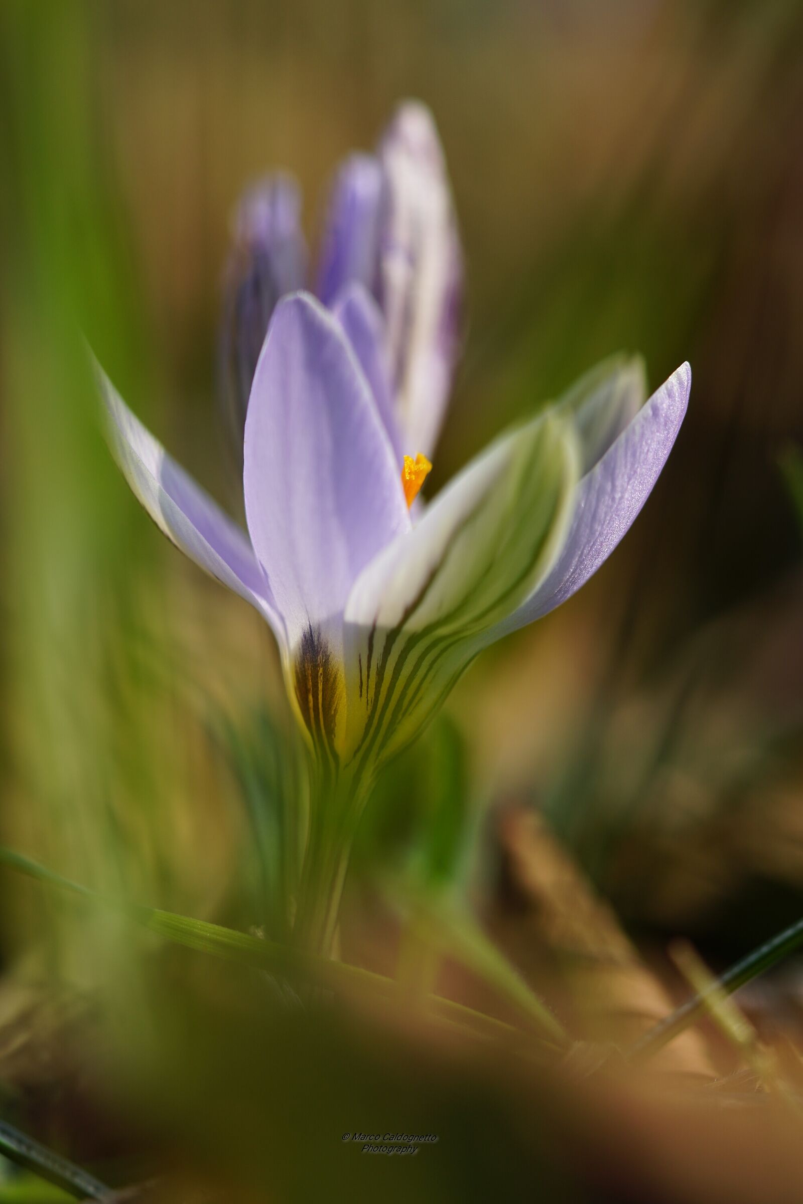 Crocus