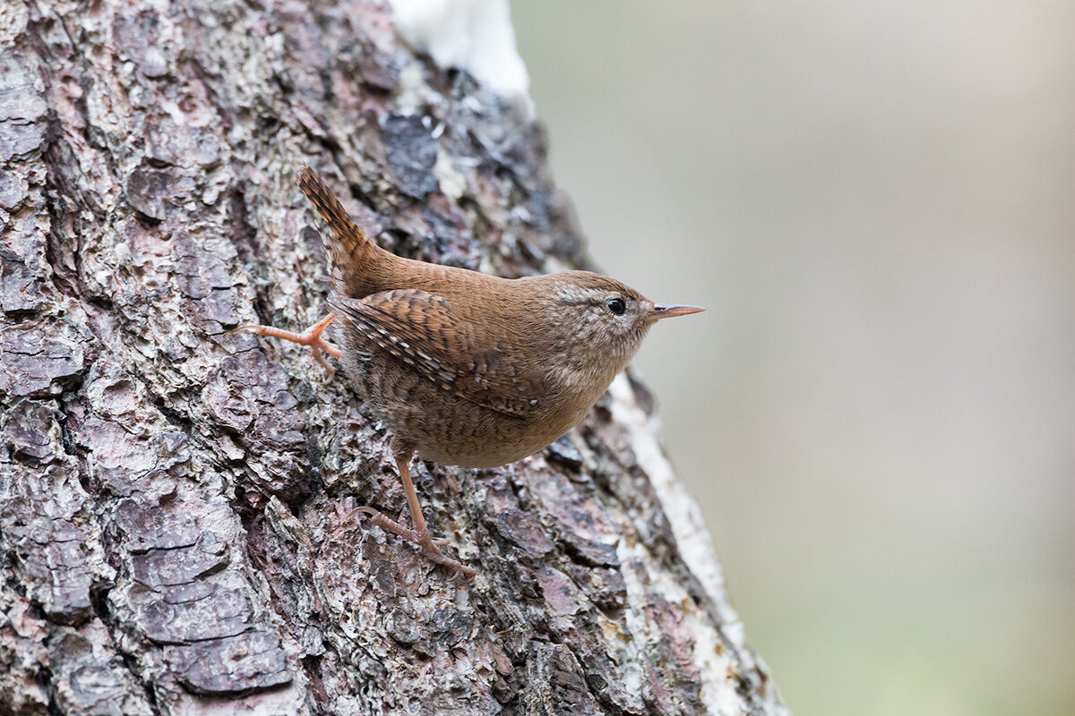 Wren