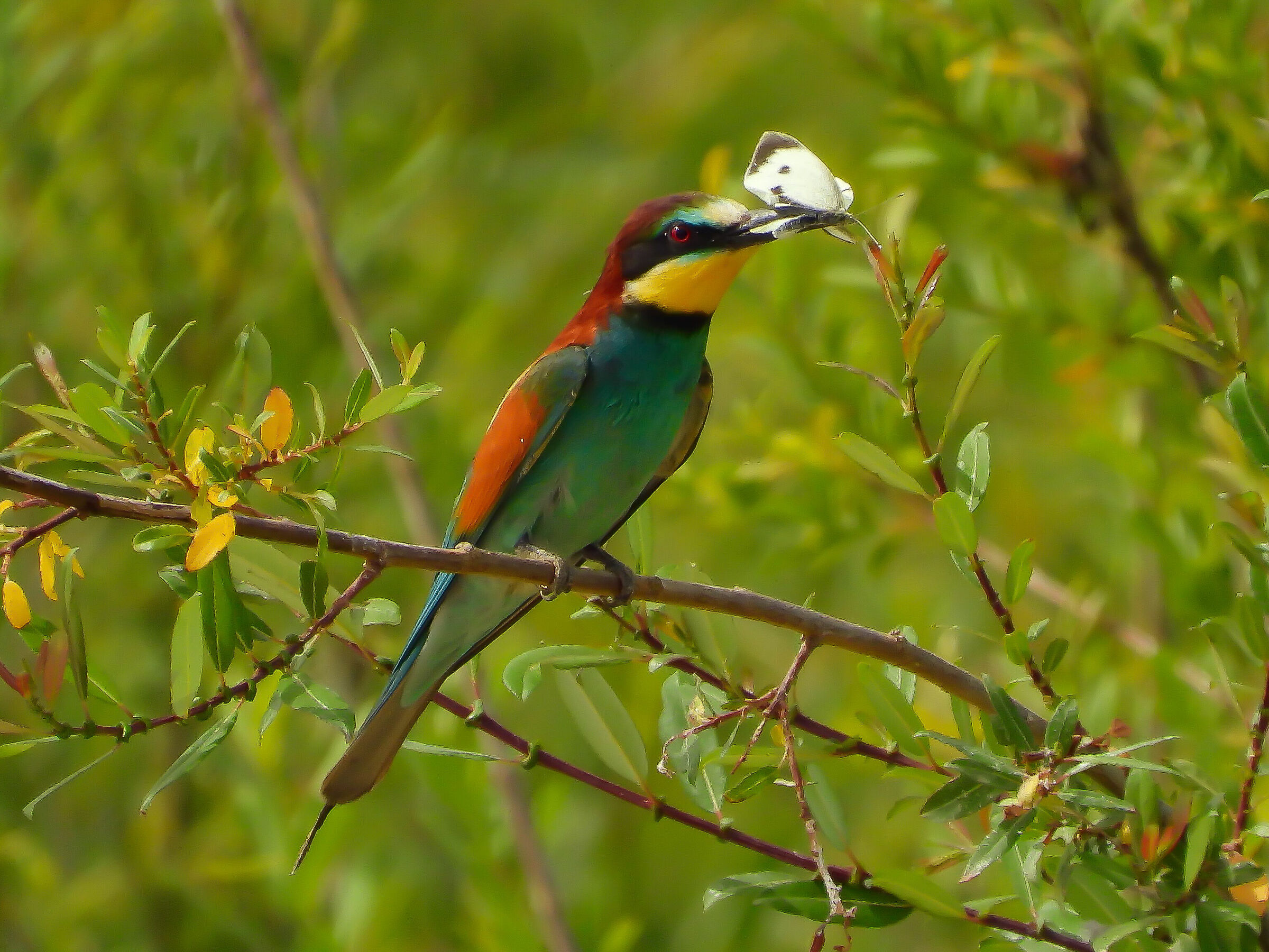 Bee-eater