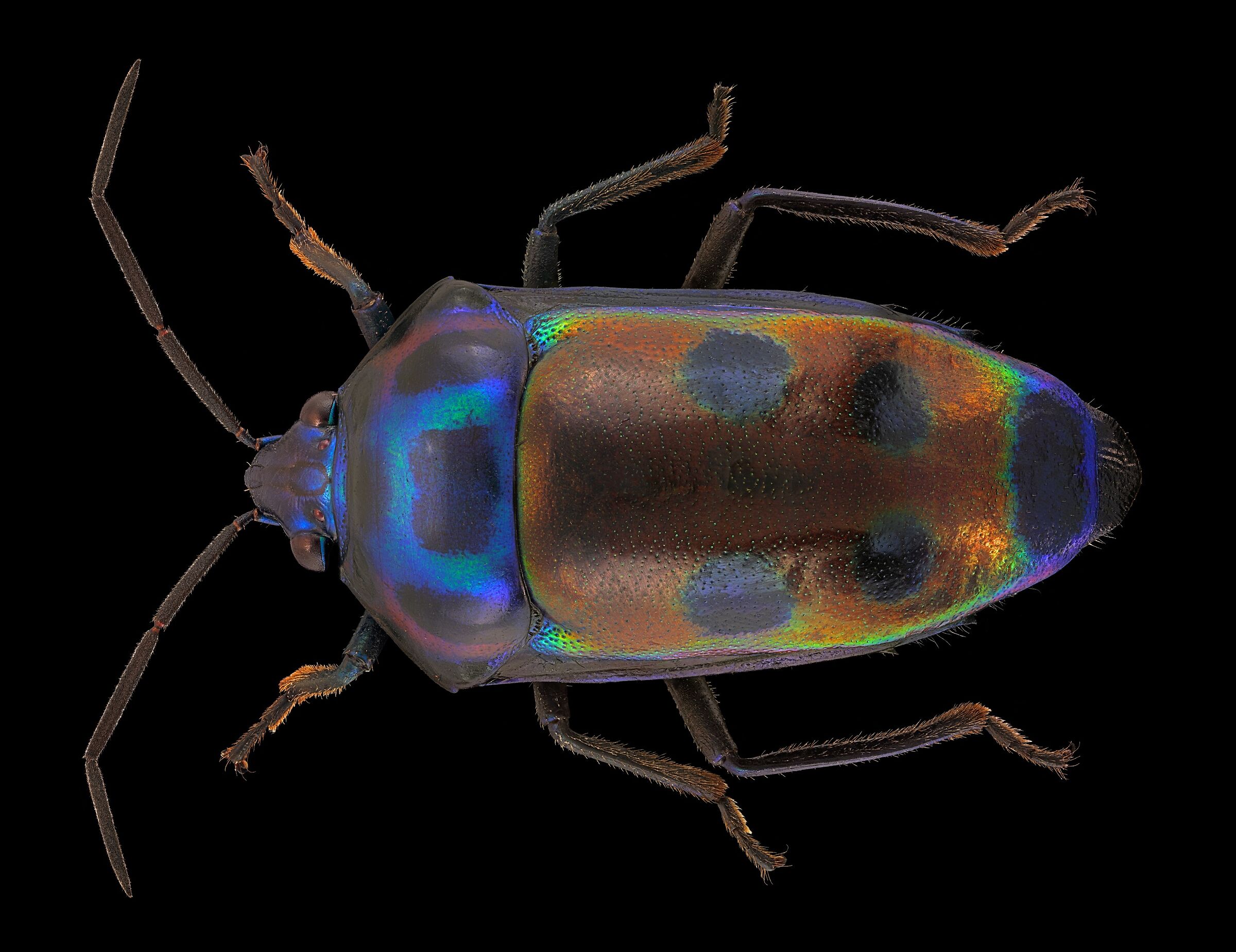 Calliphara caesar (?)