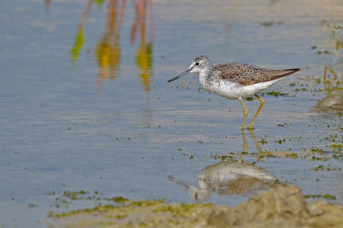 Pantana (Tringa nebularia)