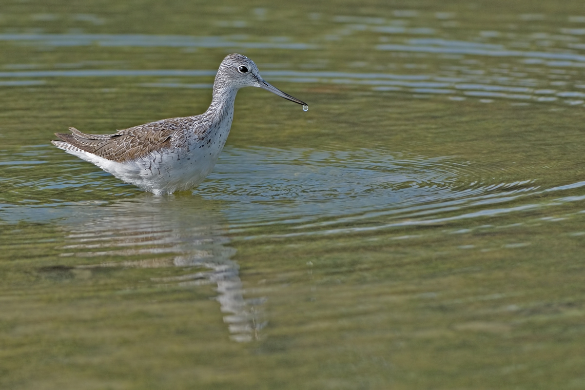 Pantana  (Tringa nebularia)