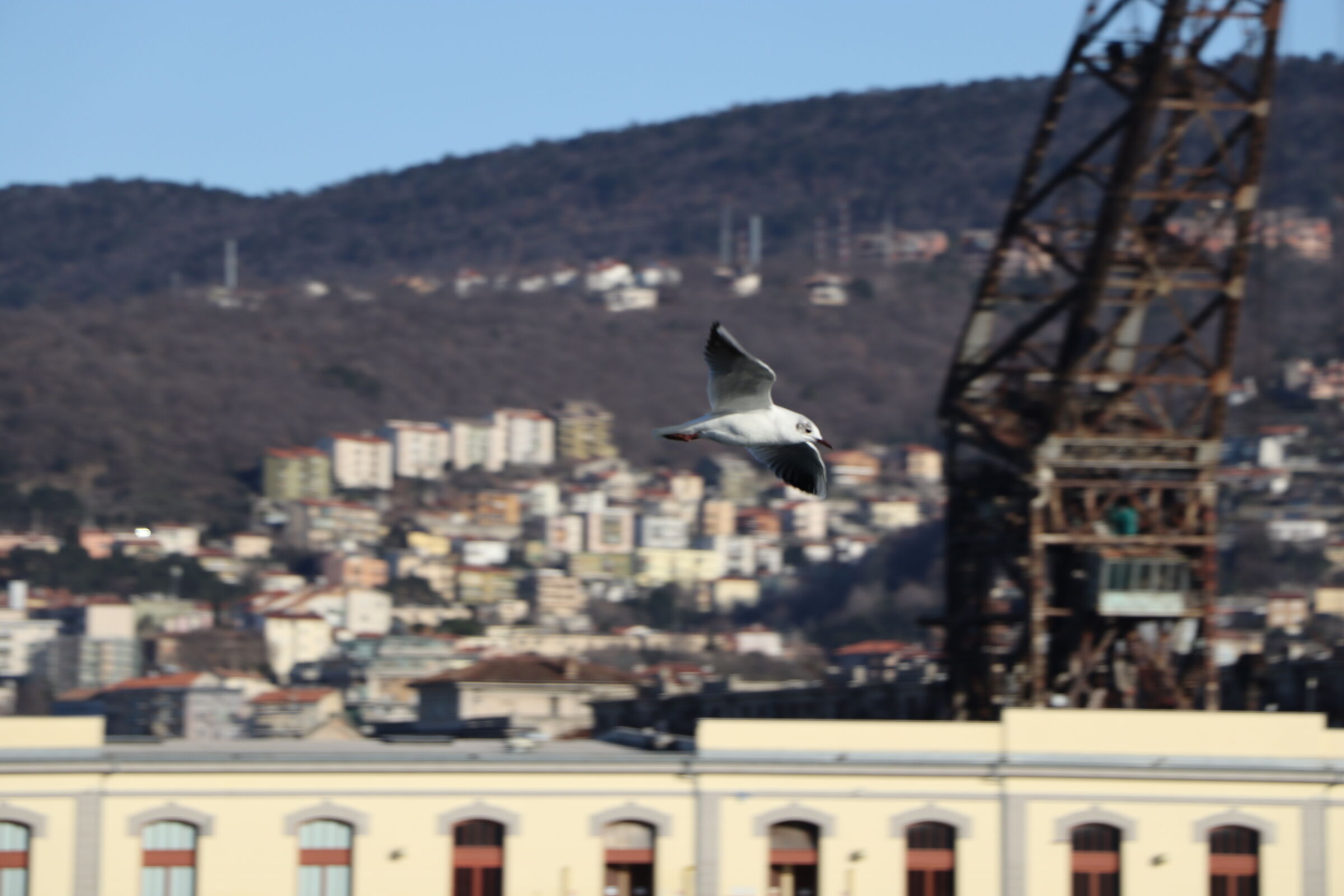 gabbiano in volo