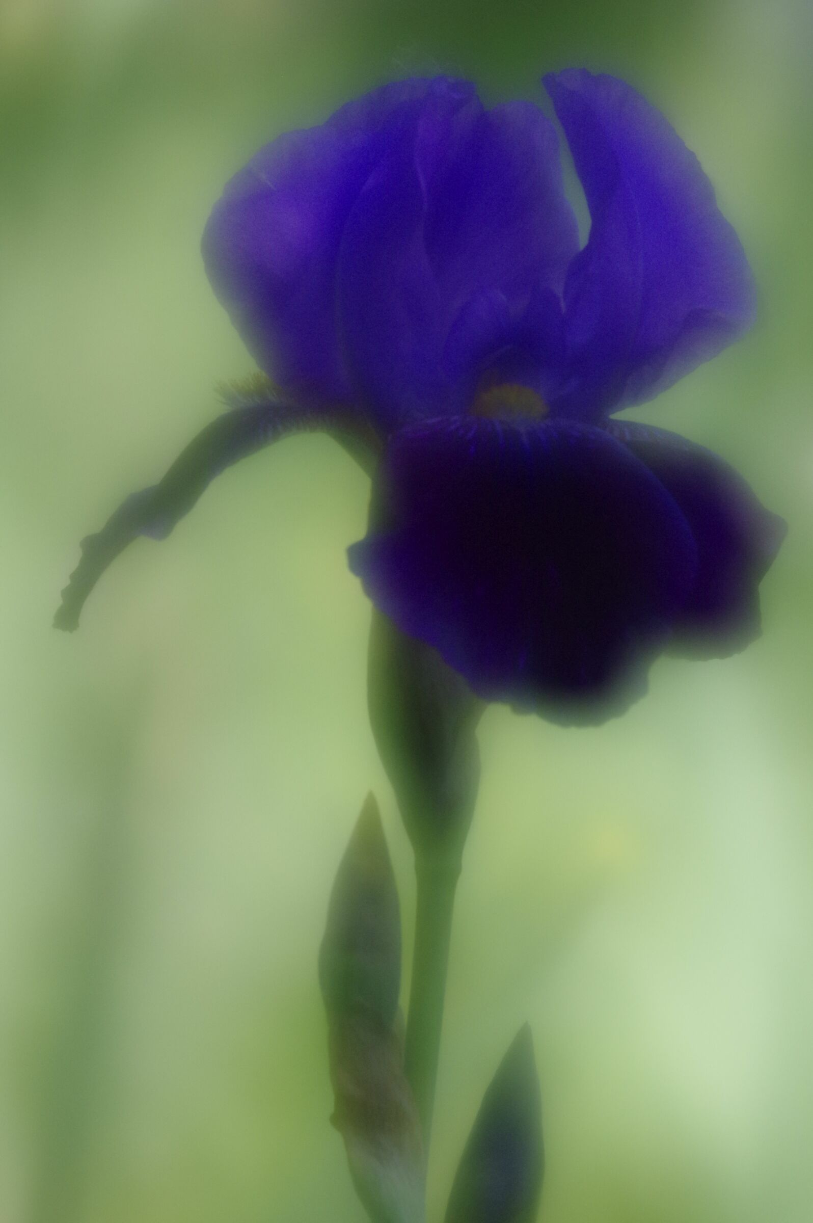 Iris