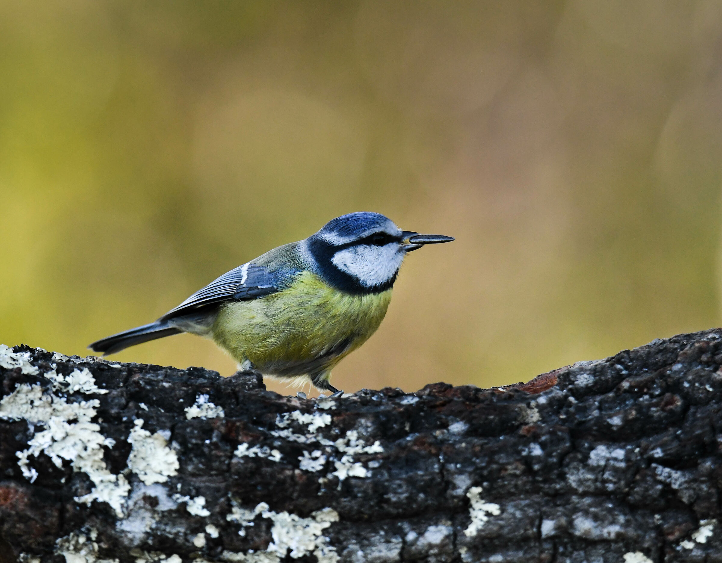 It's a thing of the.