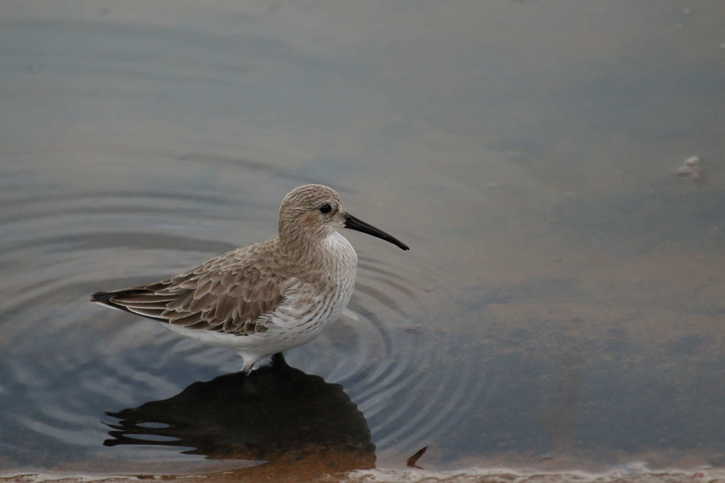 piovanello pancianera