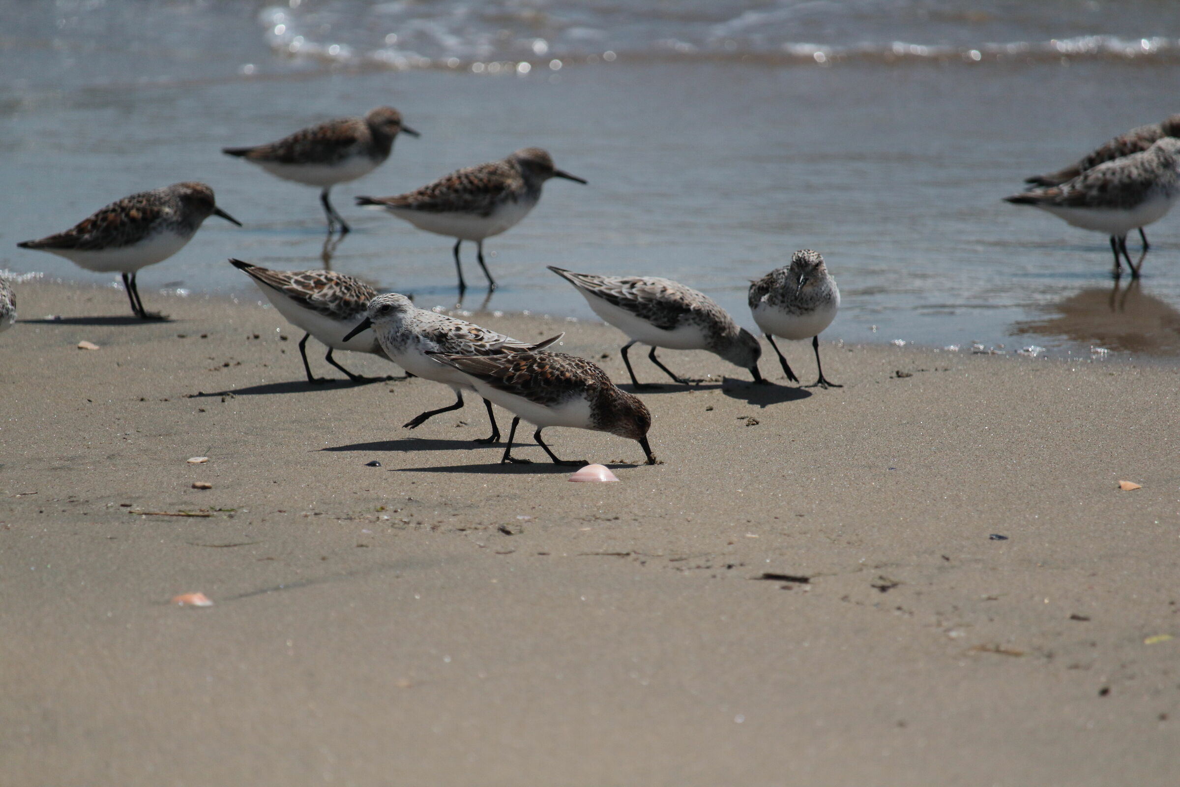 piovanello tridattilo