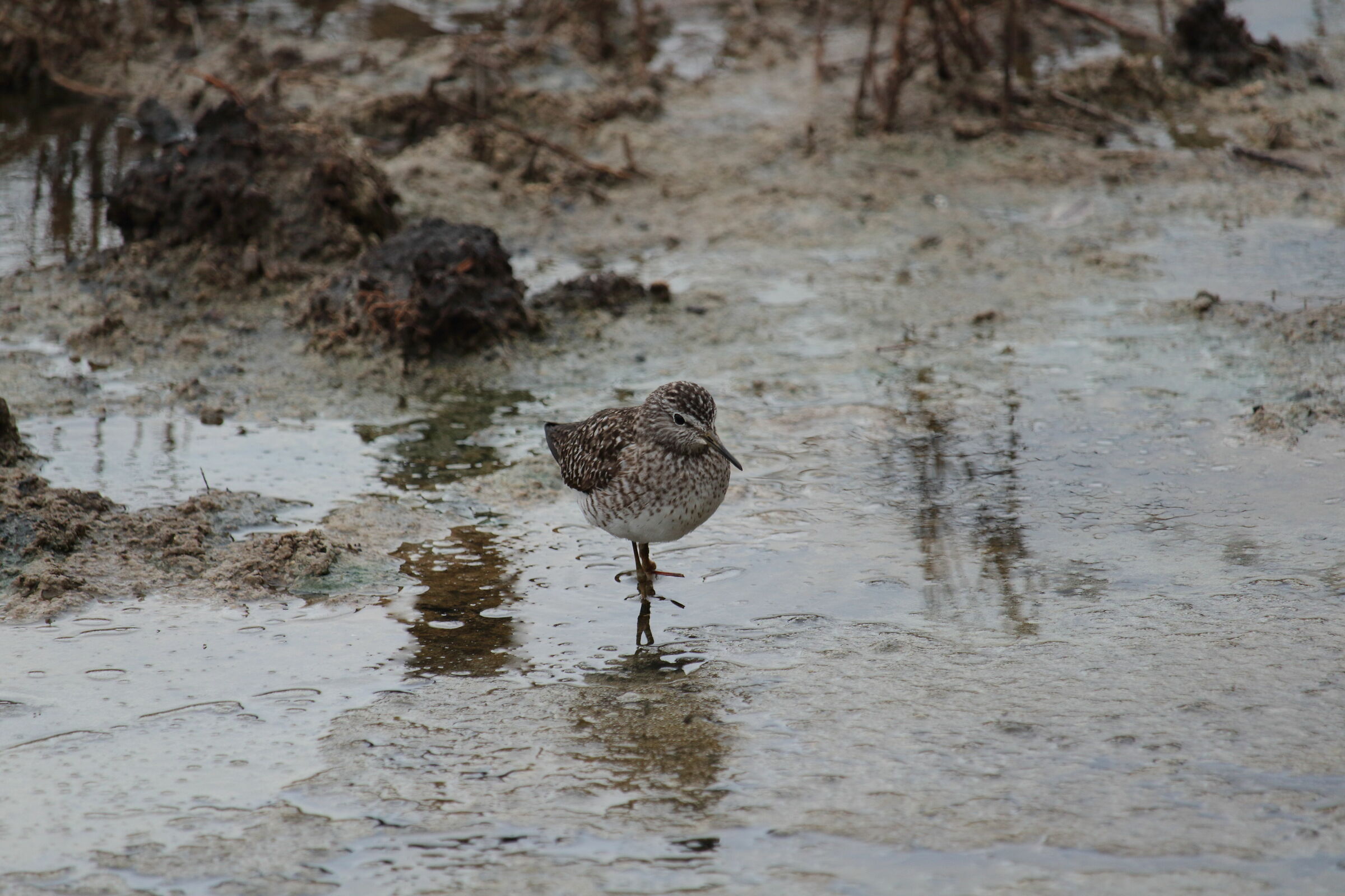piro piro boschereccio