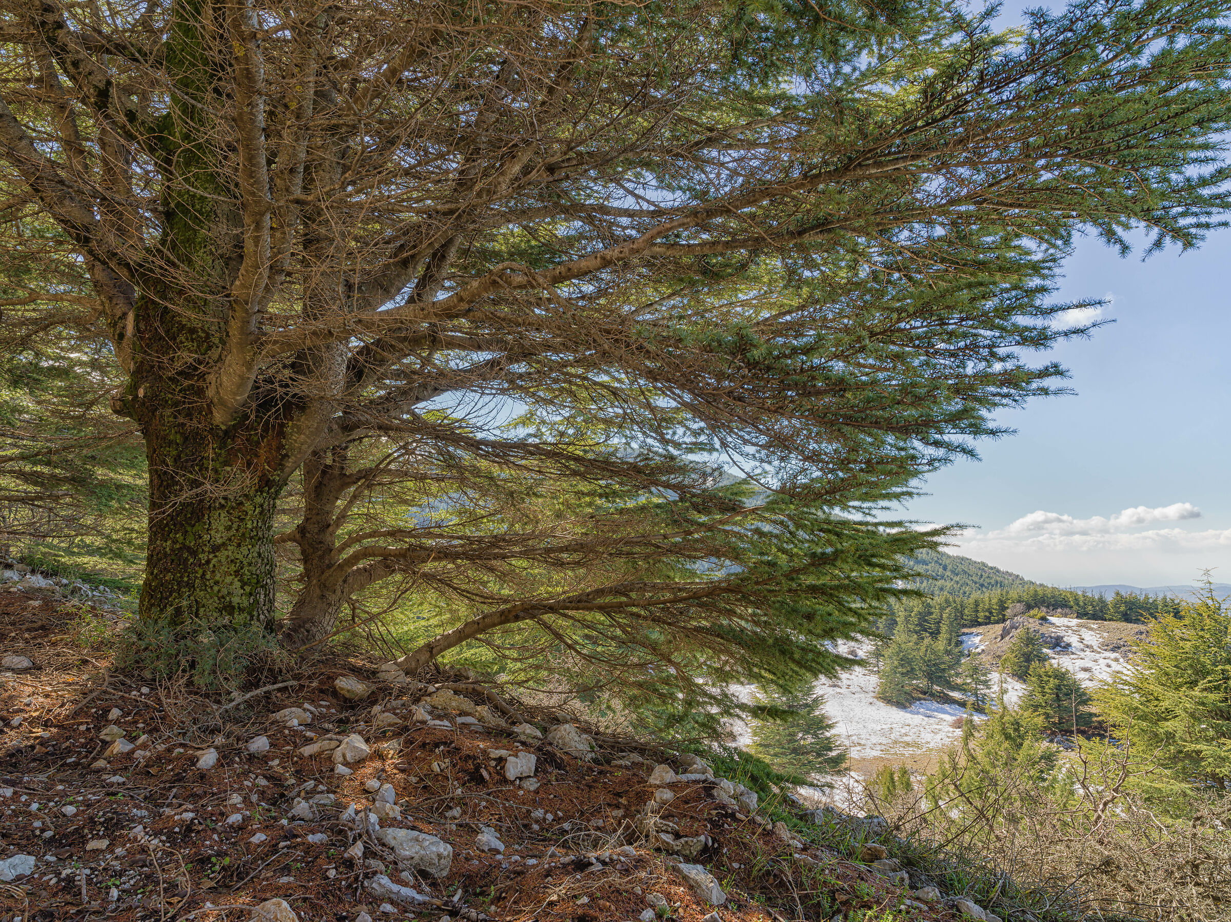 Al Barook Cedars