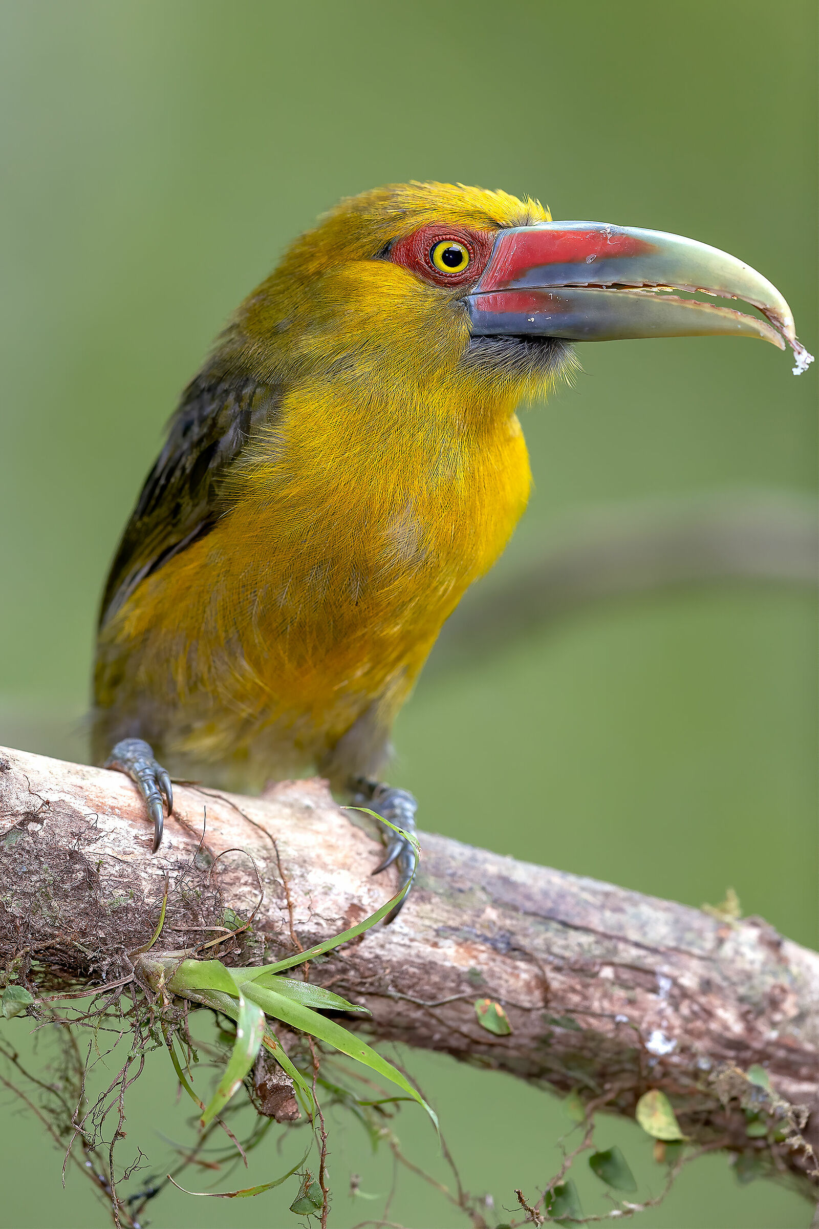 Saffron Toucanet (Pteroglossus bailloni)