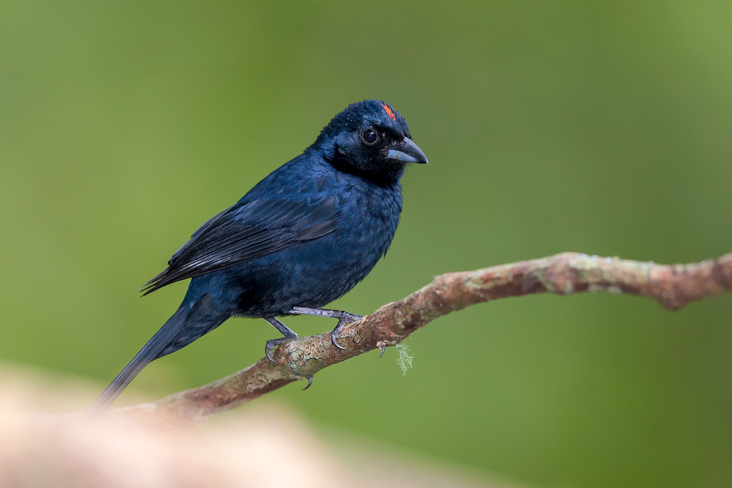 Red crowned tanager (Tachyphonus coronatus)