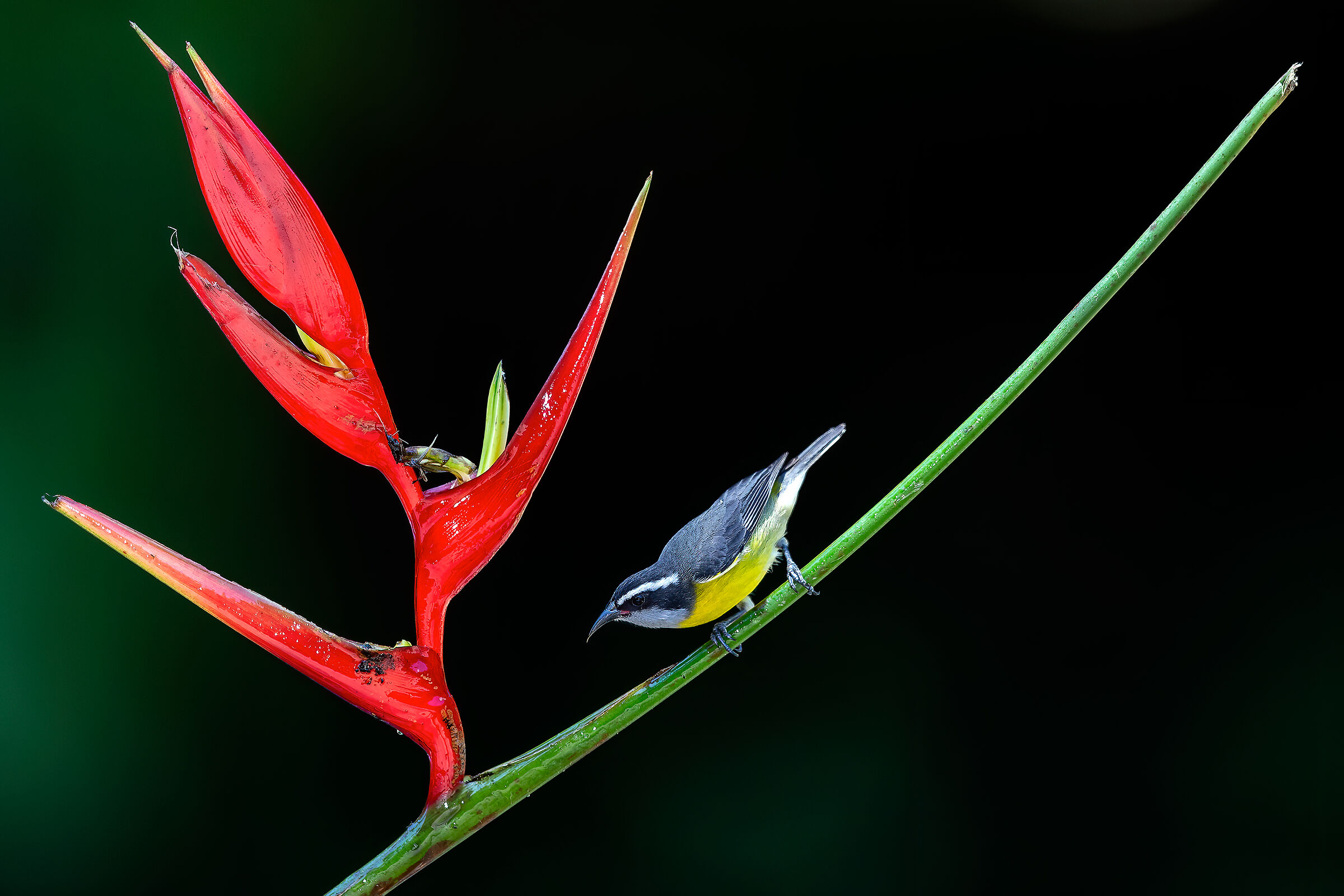 Bananero (Coereba flaveola)