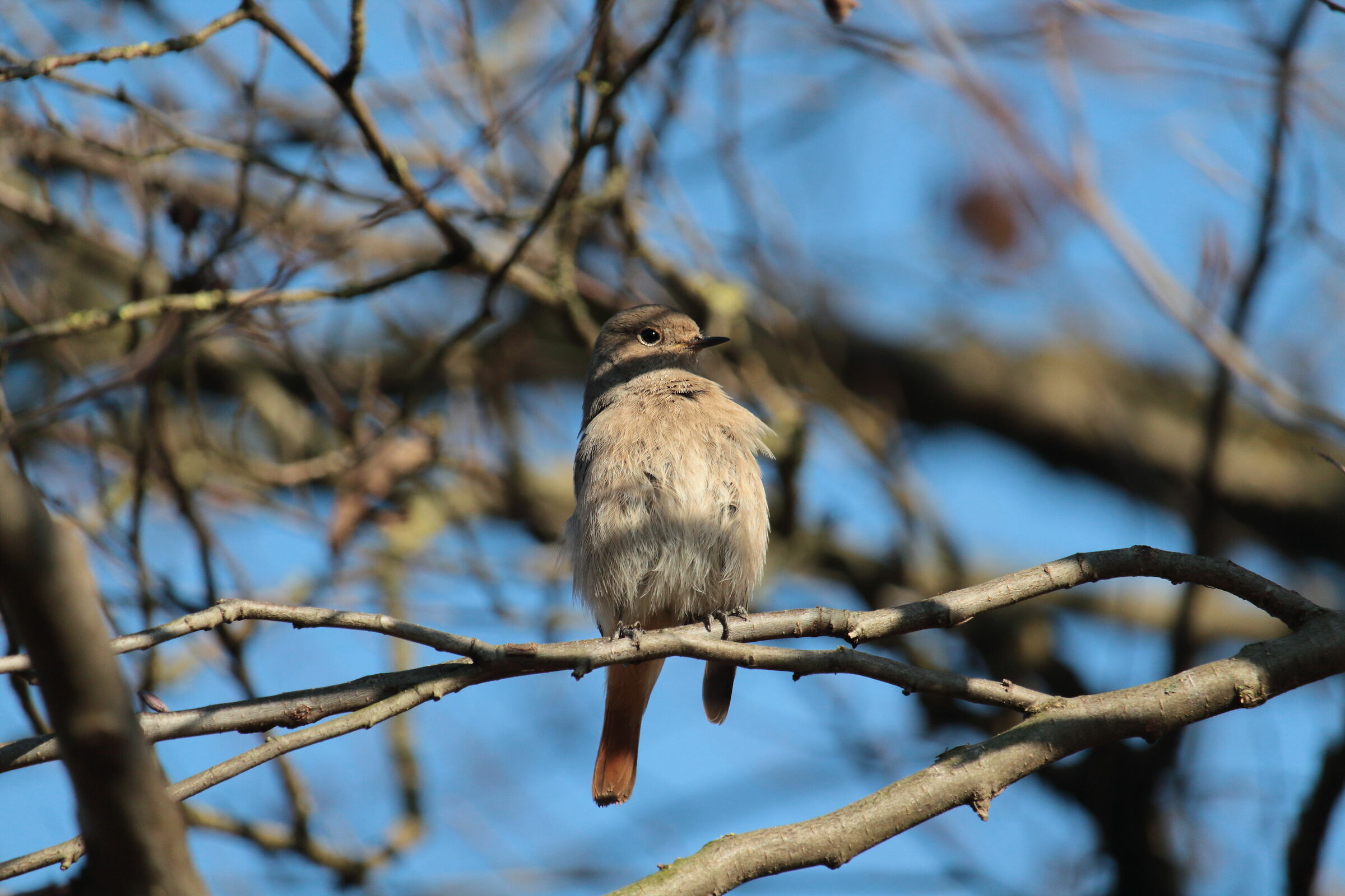 codirosso spazzacamino