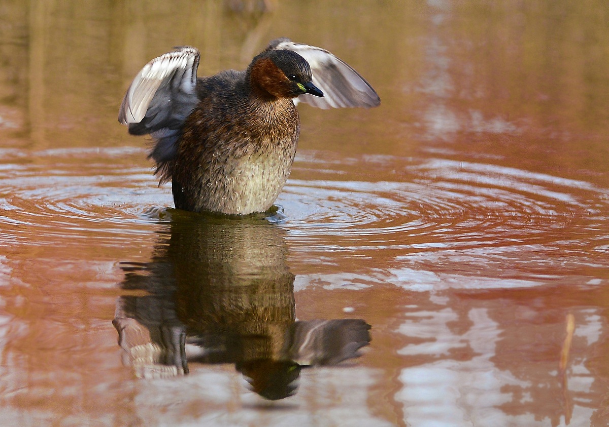 manifestazioni d'amore
