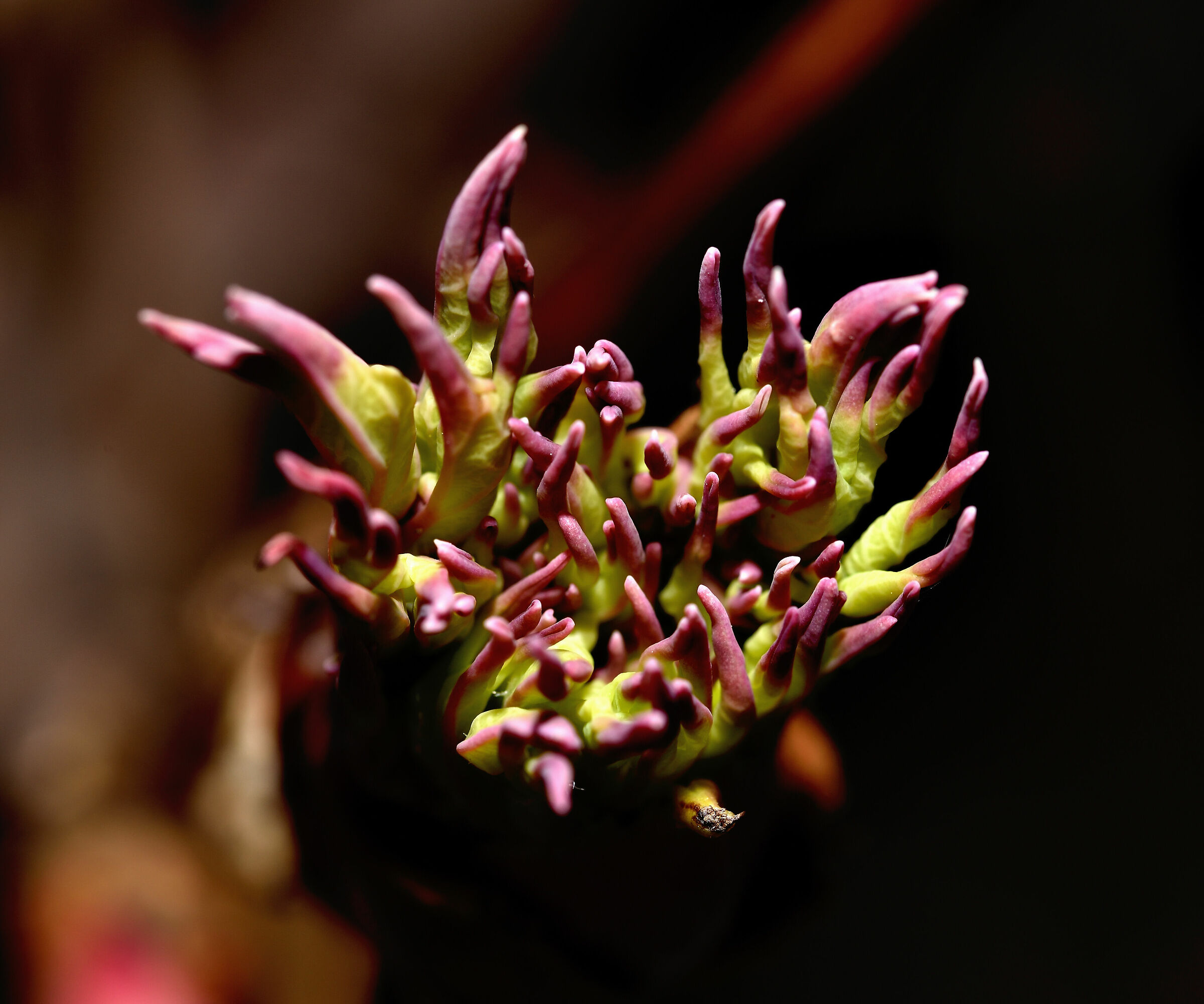 peonia in fase pre-primaverile