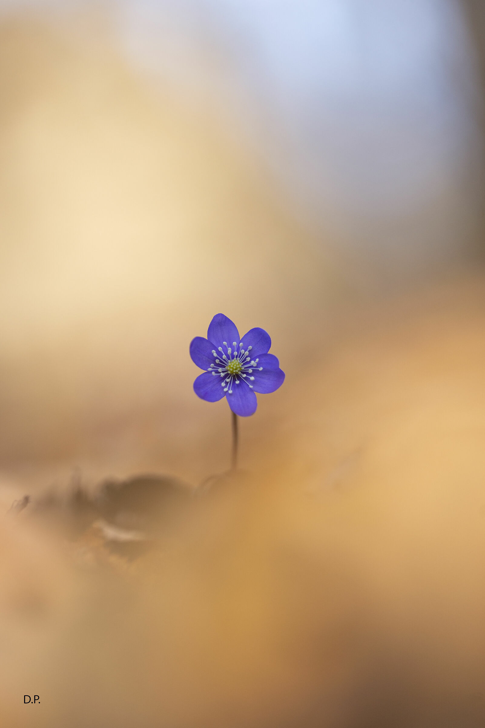 Hepatica nobilis 15-02-2020