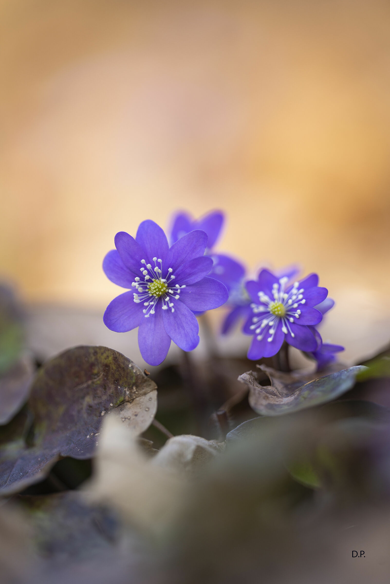 Hepatica nobilis 15-02-2020 II
