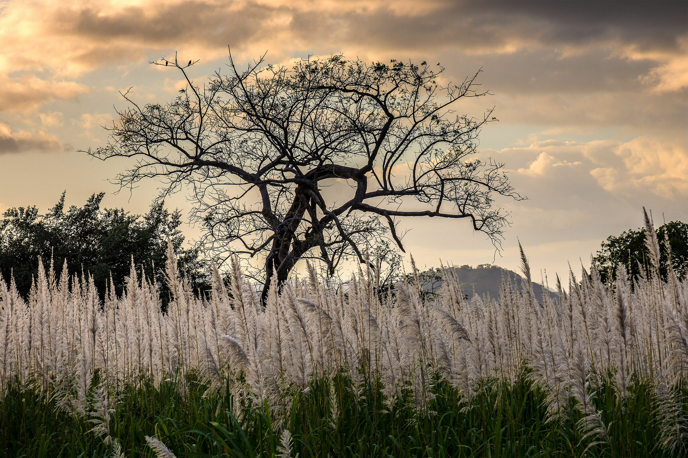 Sugarcane flowers at sunset