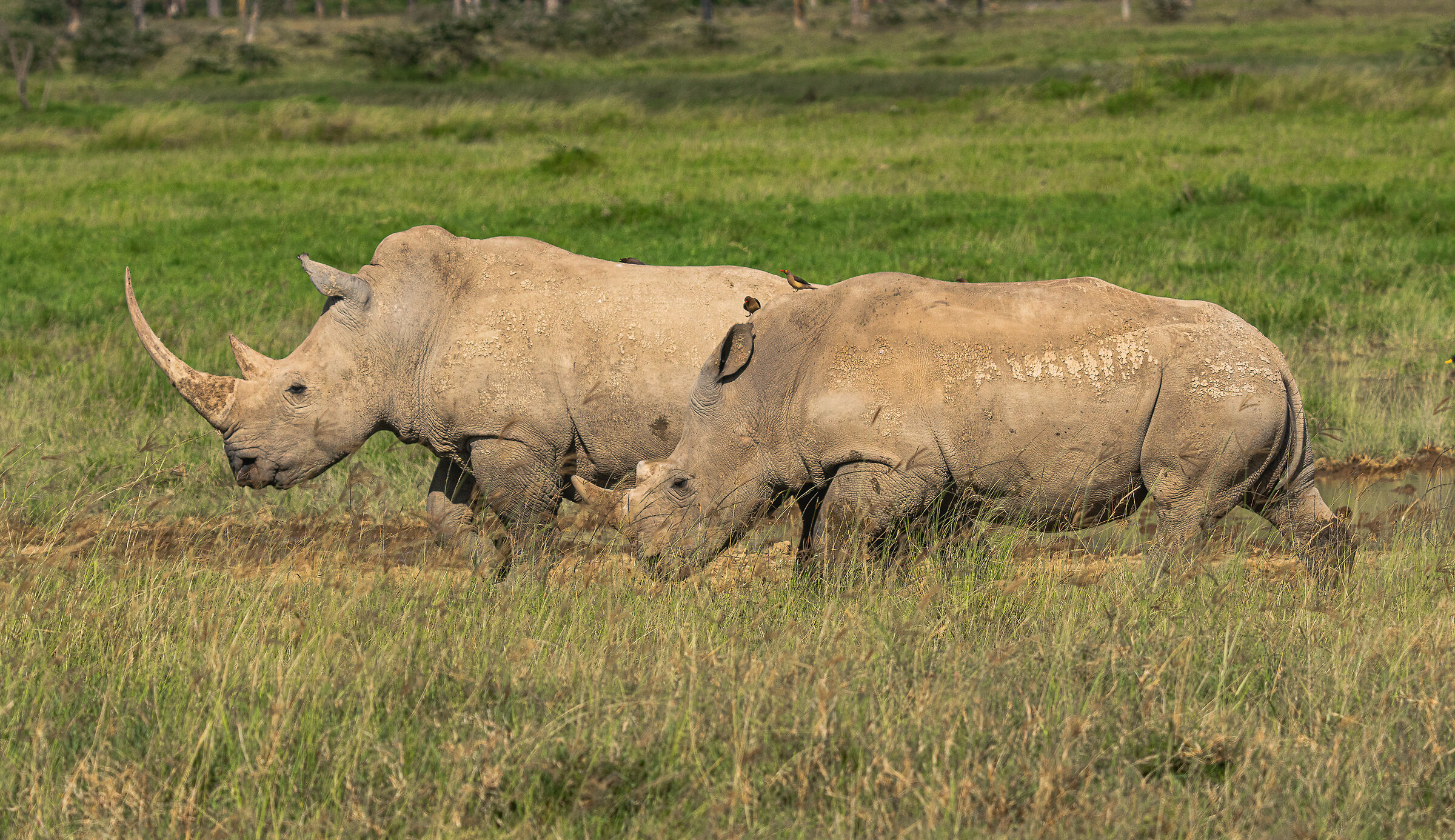 rinoceronte bianco al lago nakuro