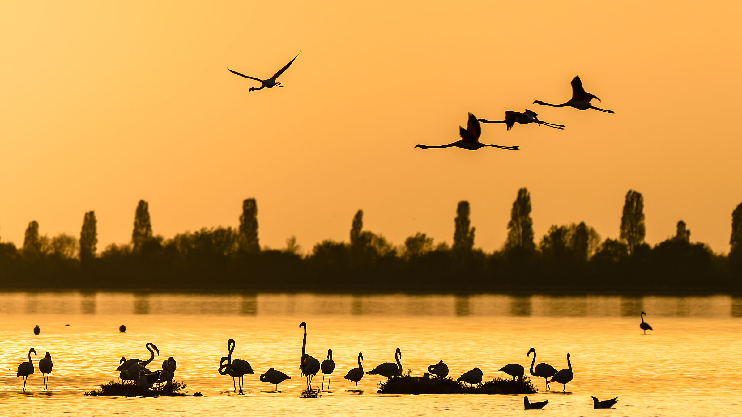 Fenicotteri a Jesolo